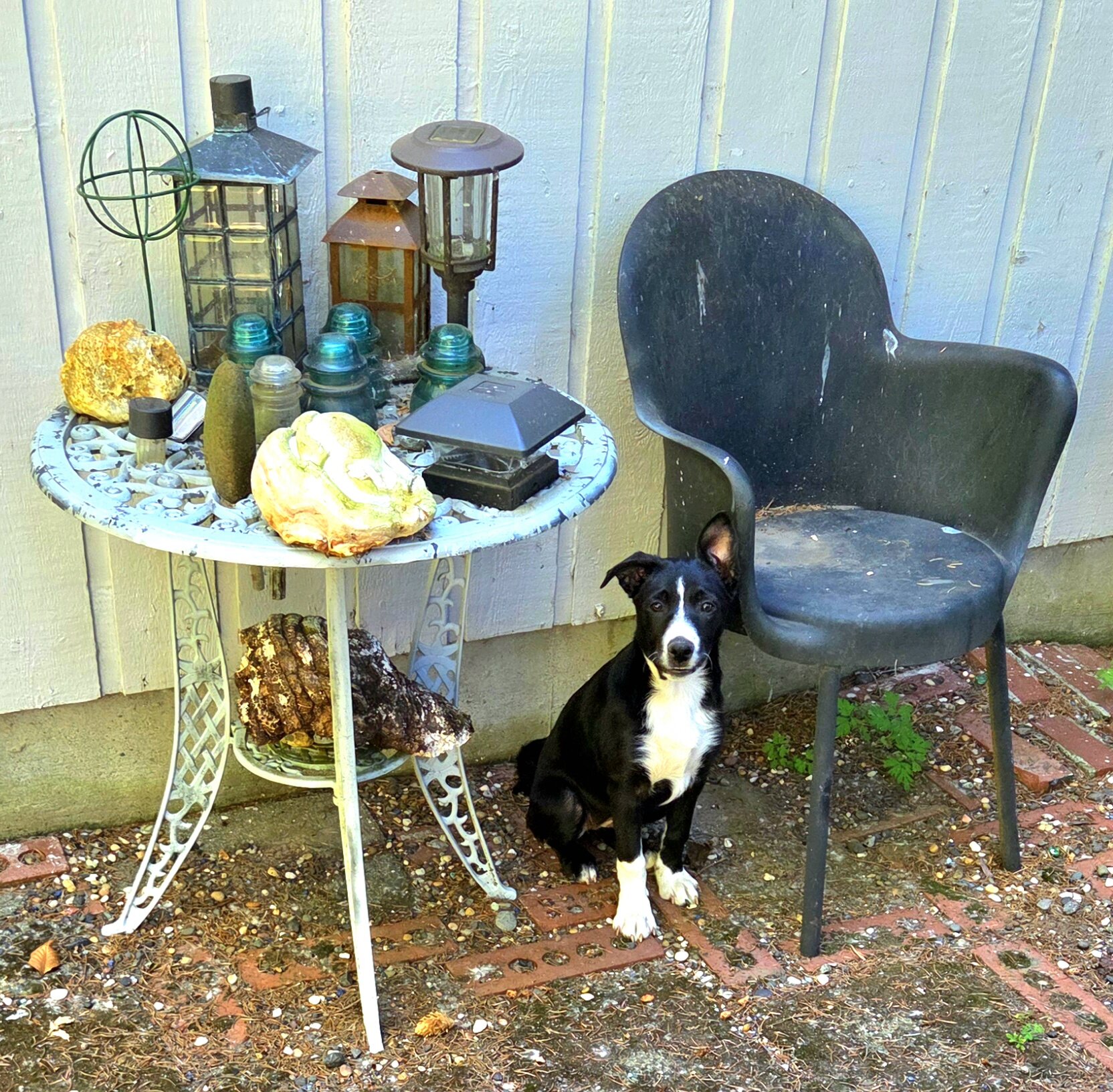 Border collie pups . Females in portland oregon image 5
