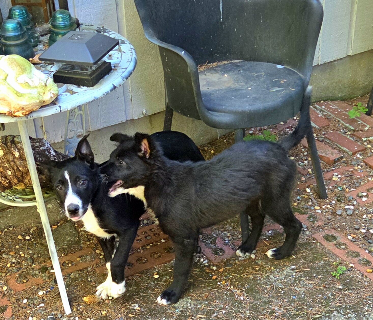 Border collie pups . Females in portland oregon image 4