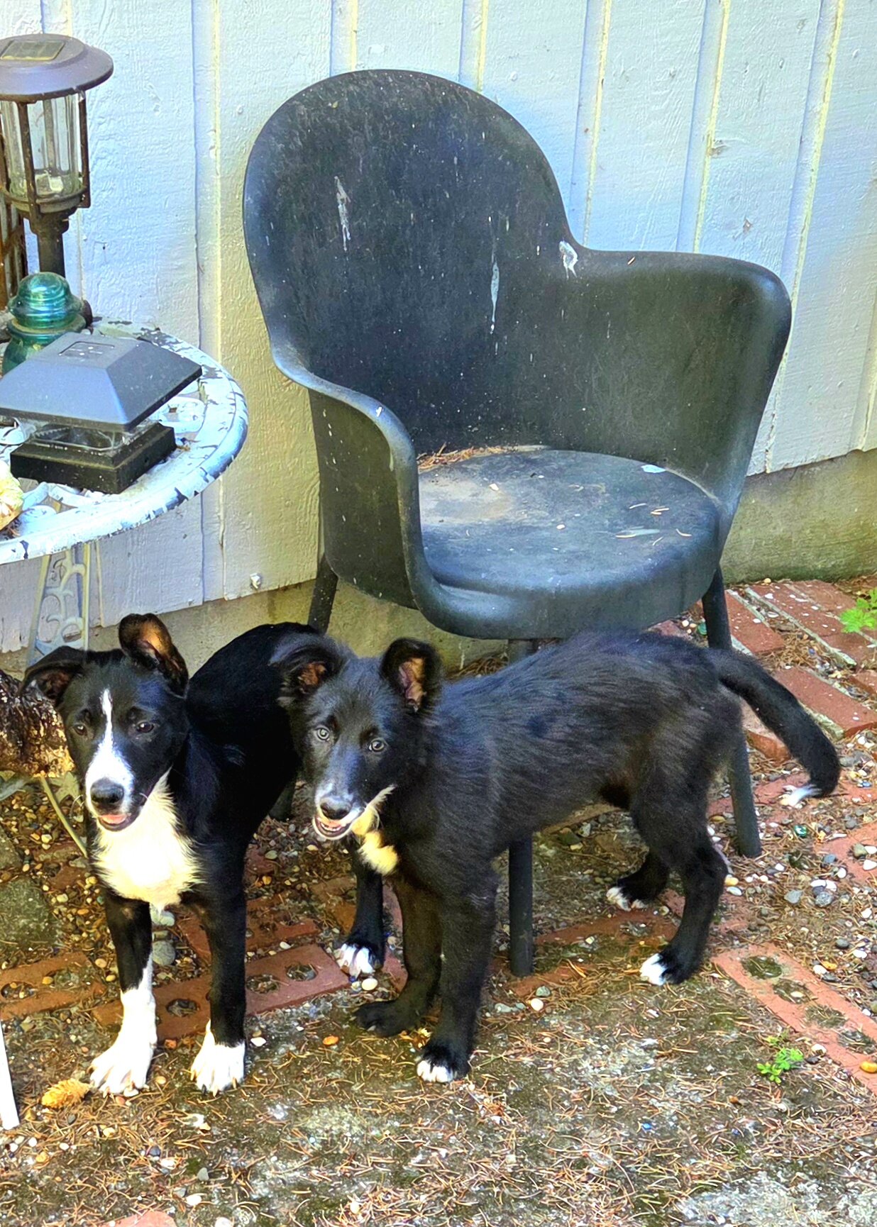 Border collie pups . Females in portland oregon image 1