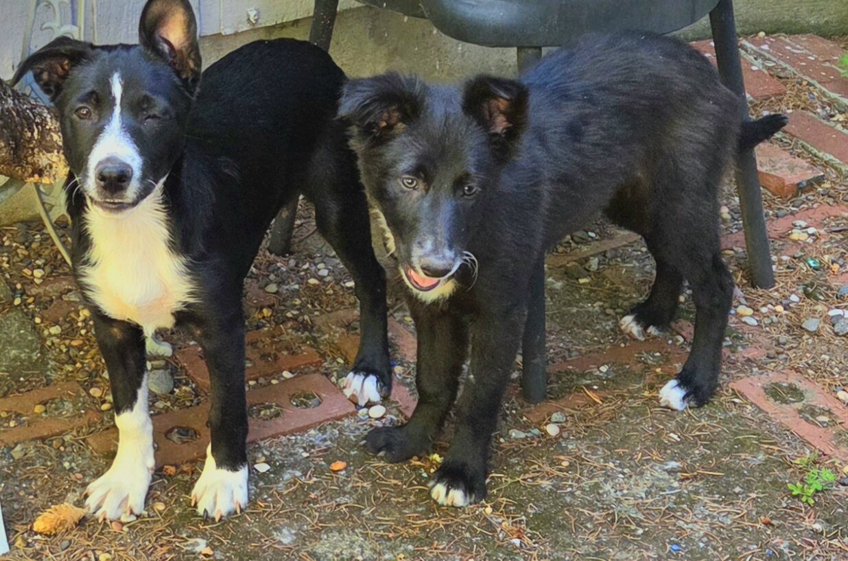 Border collie pups . Females in portland oregon image 2