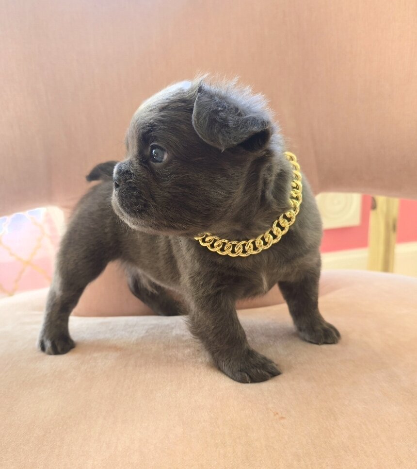 Fluffy frenchies image 2