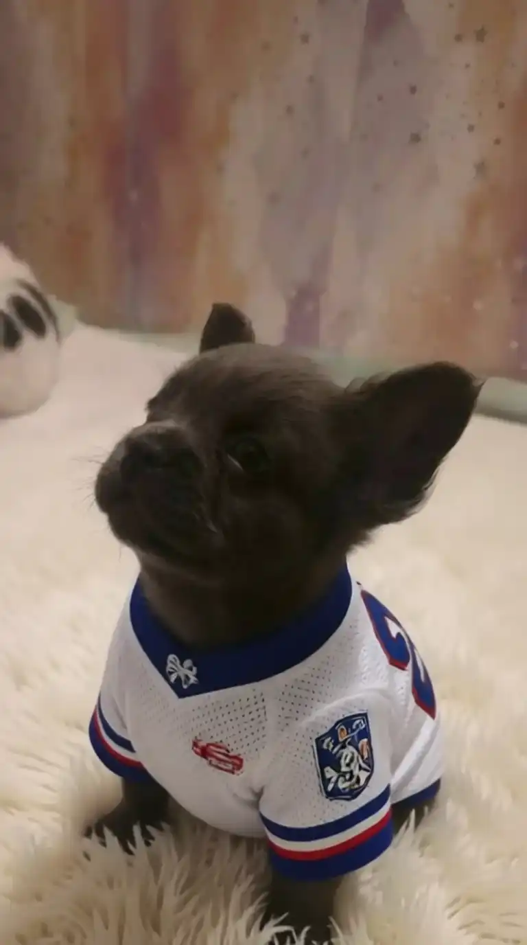 Fluffy frenchies image 1