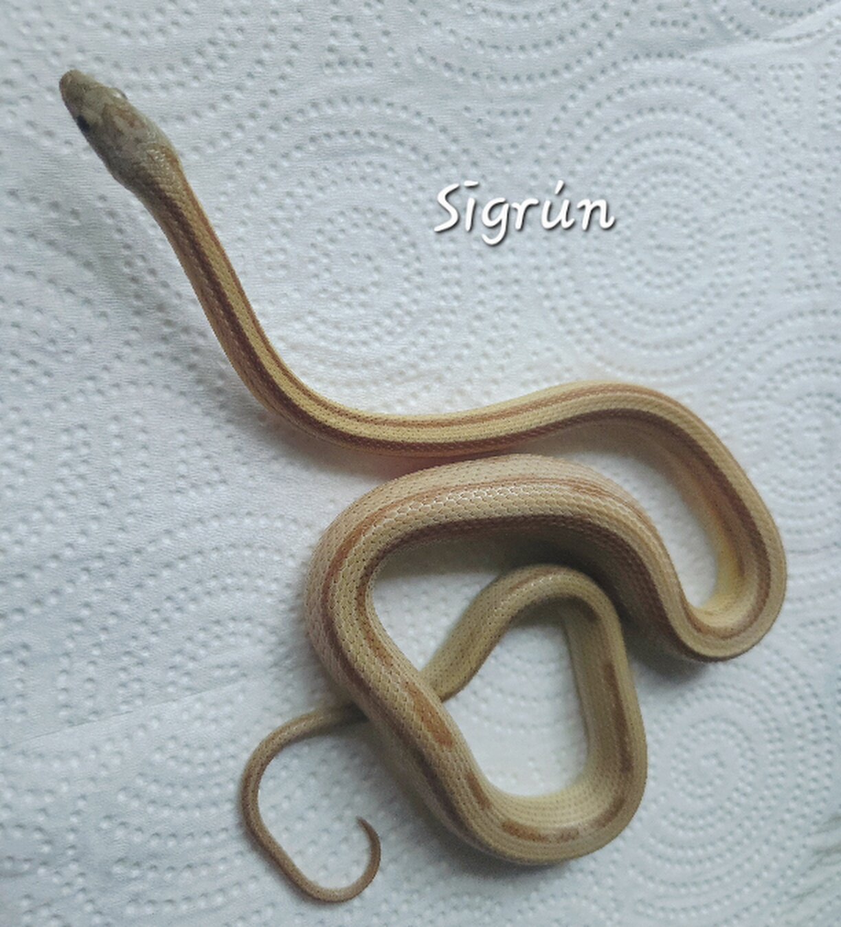 2025 F Caramel Stripe het Anery, Hypo, 66% ph Amel image 2
