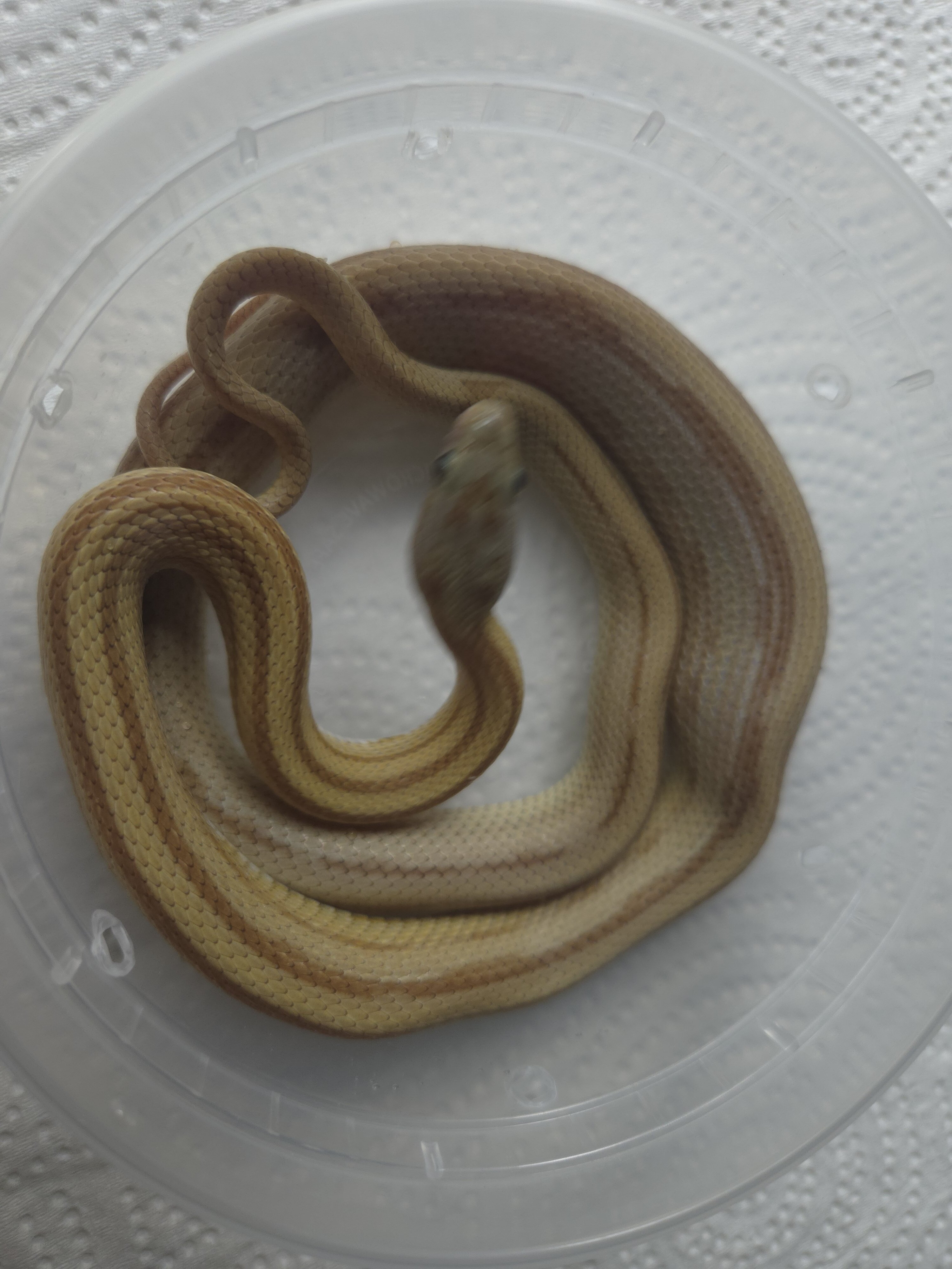 2025 F Caramel Stripe het Anery, Hypo, 66% ph Amel image 1