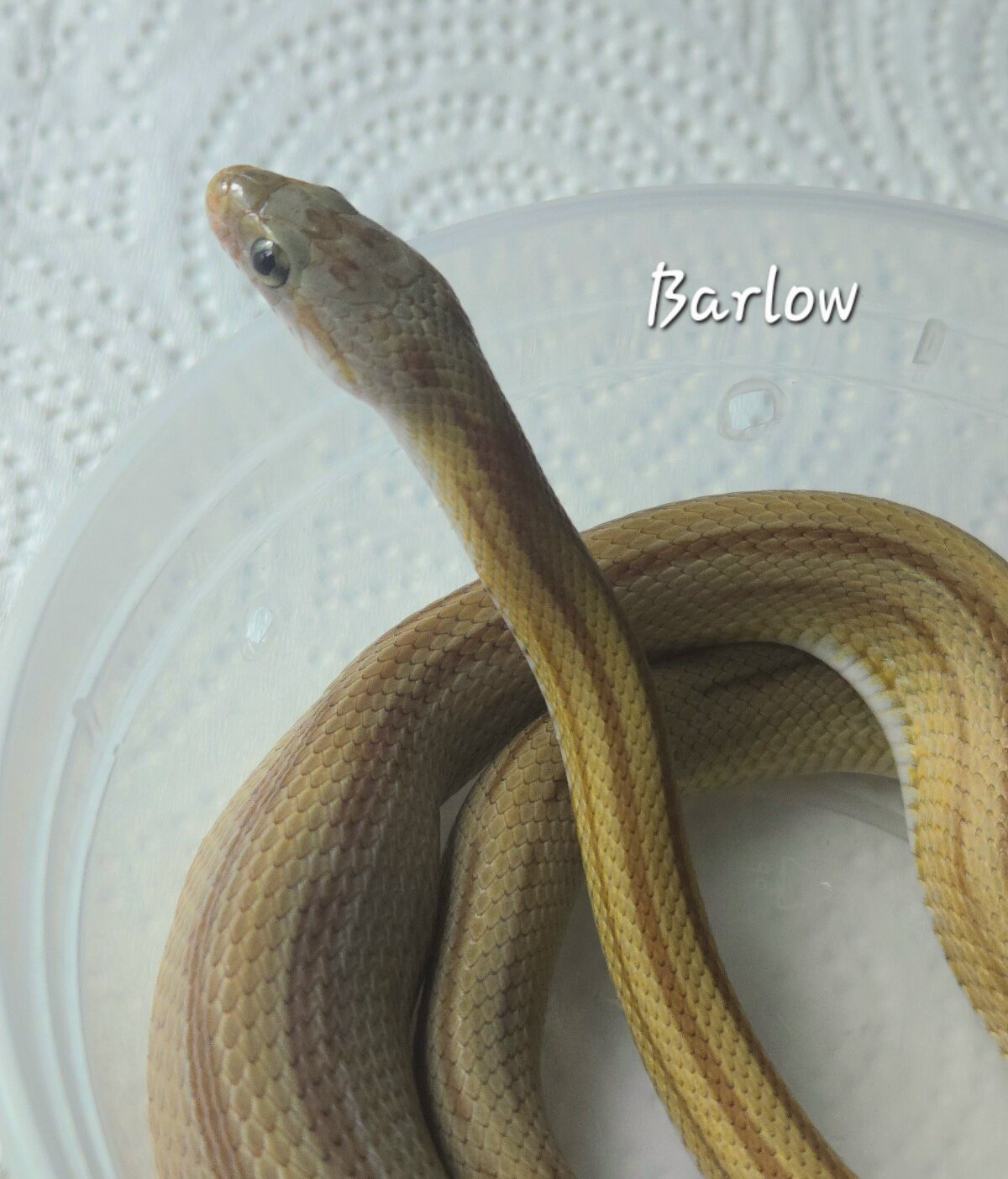 2025 F Caramel Stripe het Anery, Hypo, 66% ph Amel image 3