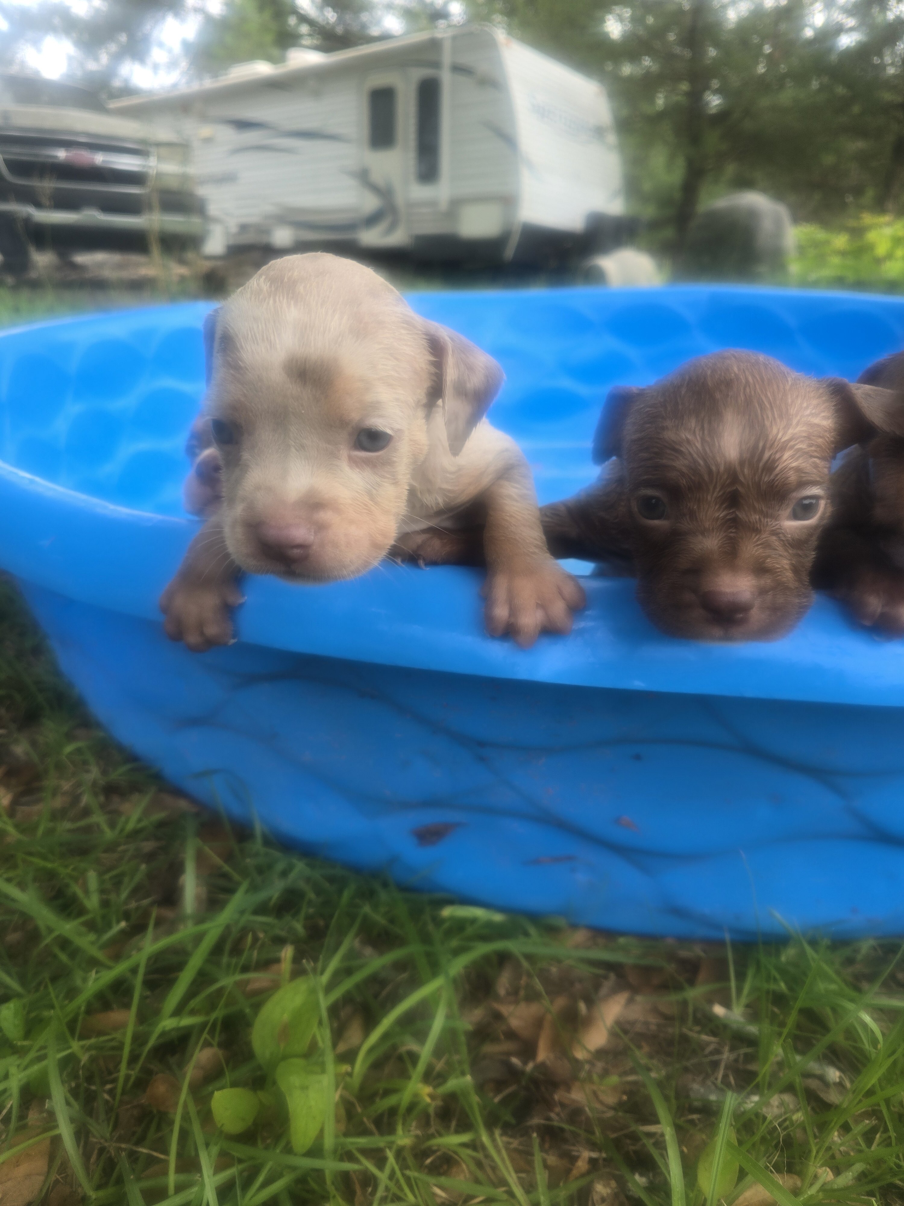 🐶 🐾🔥 ADORABLE AMERICAN BULLY PUPPIES READY FO🐶 image 10