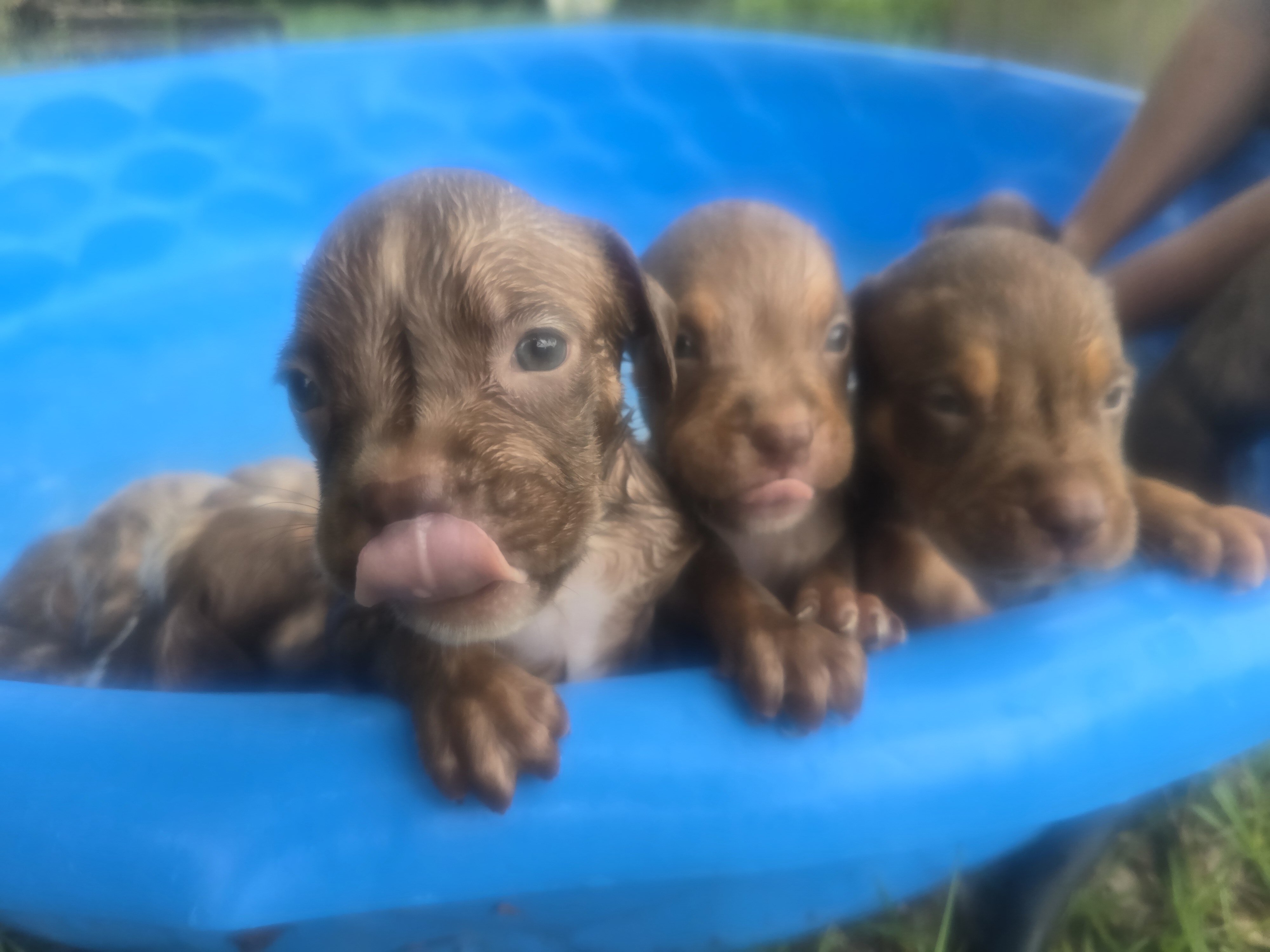 🐶 🐾🔥 ADORABLE AMERICAN BULLY PUPPIES READY FO🐶 image 9