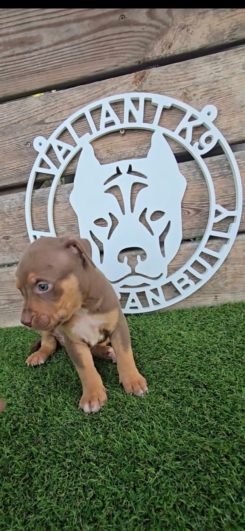 🐶 🐾🔥 ADORABLE AMERICAN BULLY PUPPIES READY FO🐶 image 8