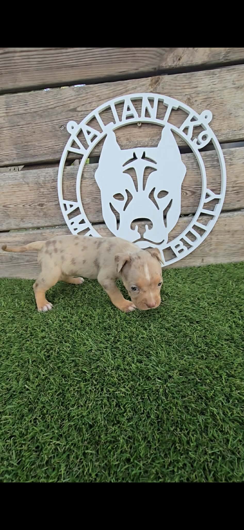 🐶 🐾🔥 ADORABLE AMERICAN BULLY PUPPIES READY FO🐶 image 1