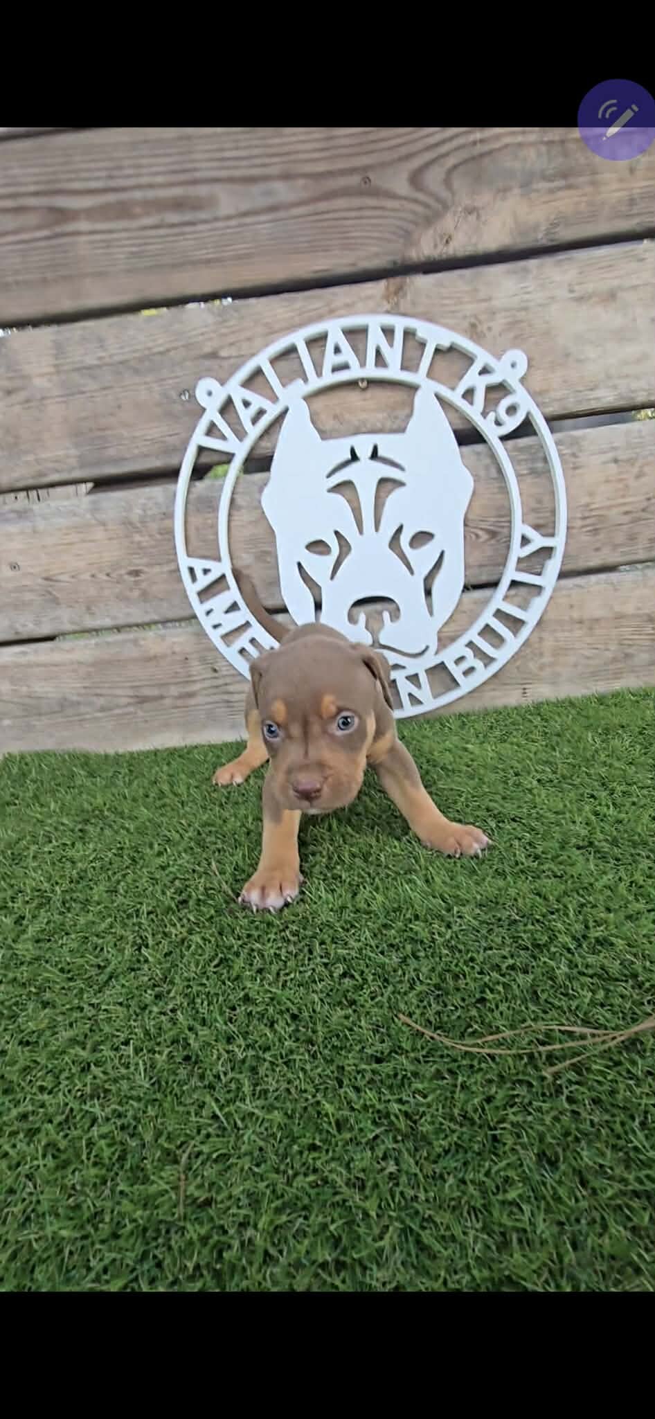🐶 🐾🔥 ADORABLE AMERICAN BULLY PUPPIES READY FO🐶 image 2