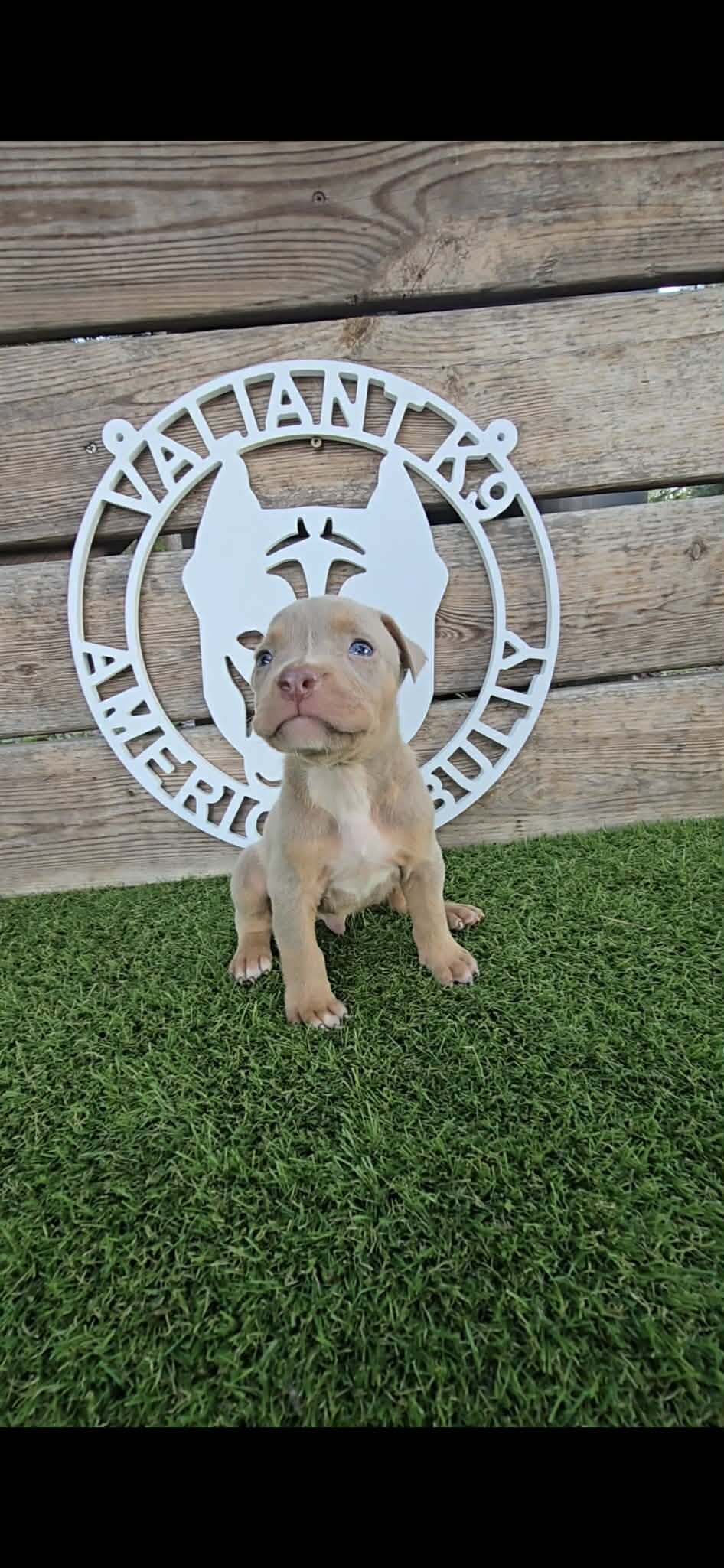 🐶 🐾🔥 ADORABLE AMERICAN BULLY PUPPIES READY FO🐶 image 3