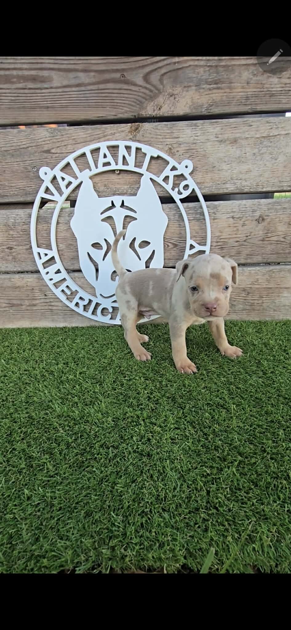 🐶 🐾🔥 ADORABLE AMERICAN BULLY PUPPIES READY FO🐶 image 5