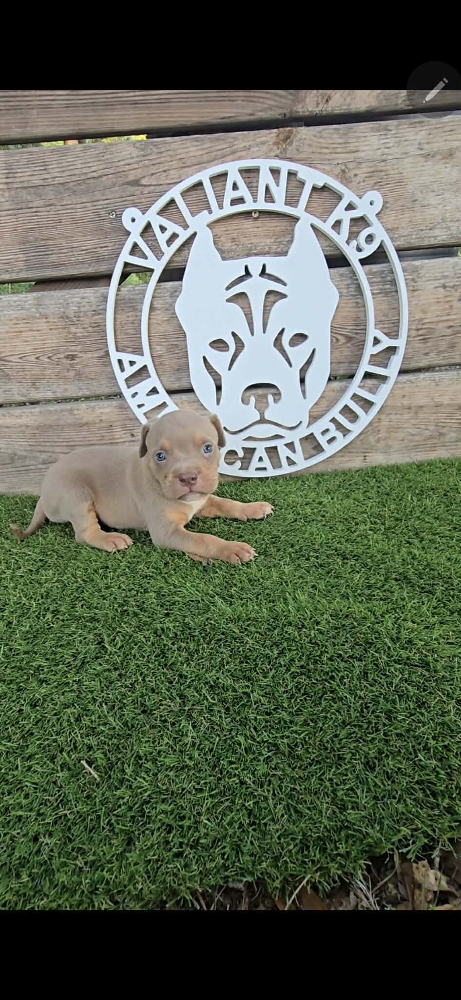 🐶 🐾🔥 ADORABLE AMERICAN BULLY PUPPIES READY FO🐶 image 4
