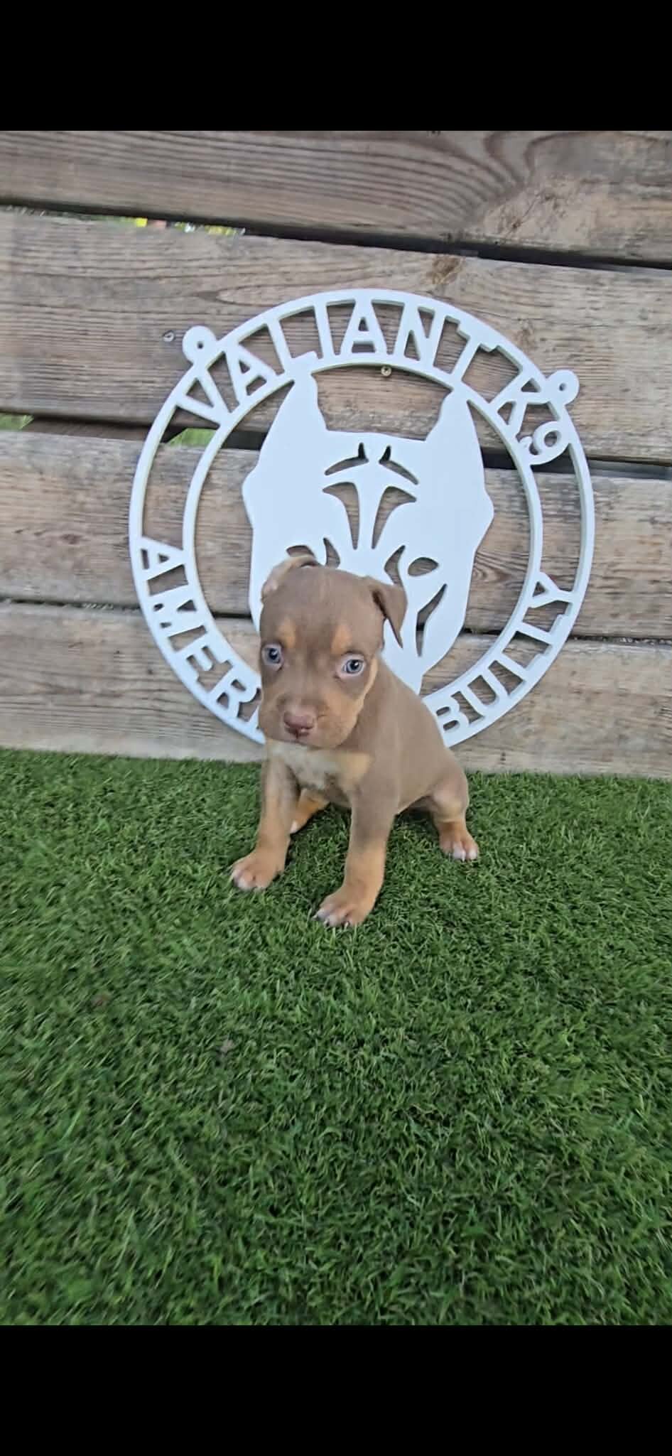 🐶 🐾🔥 ADORABLE AMERICAN BULLY PUPPIES READY FO🐶 image 7