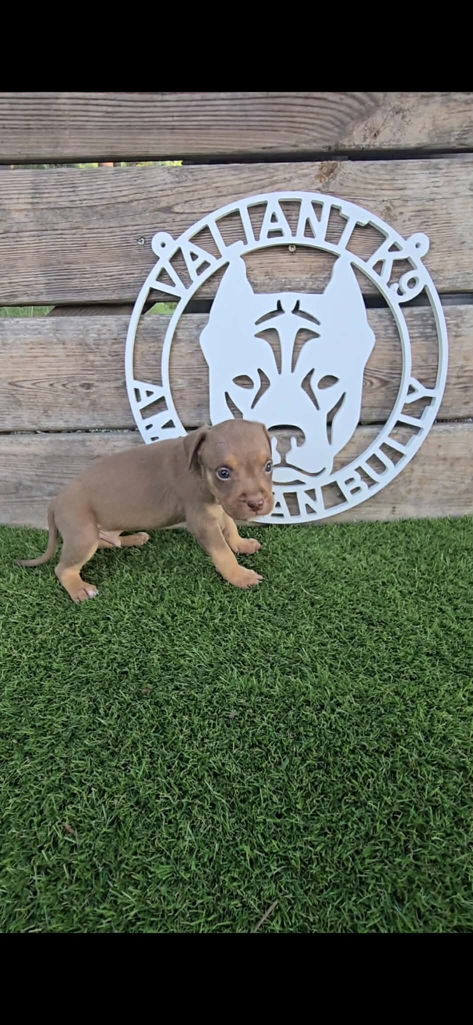 🐶 🐾🔥 ADORABLE AMERICAN BULLY PUPPIES READY FO🐶 image 6