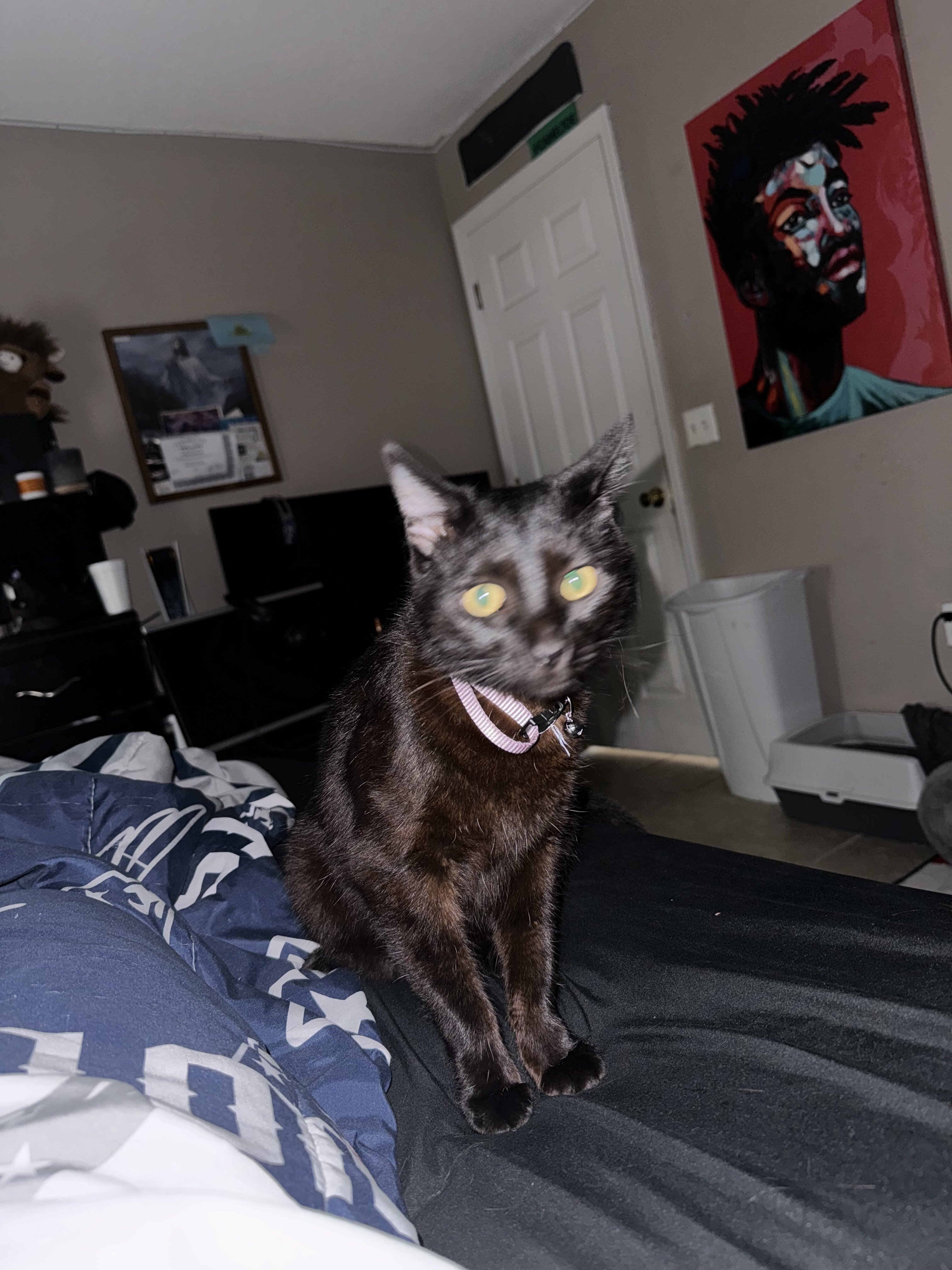 Black/Brown Cat image 5