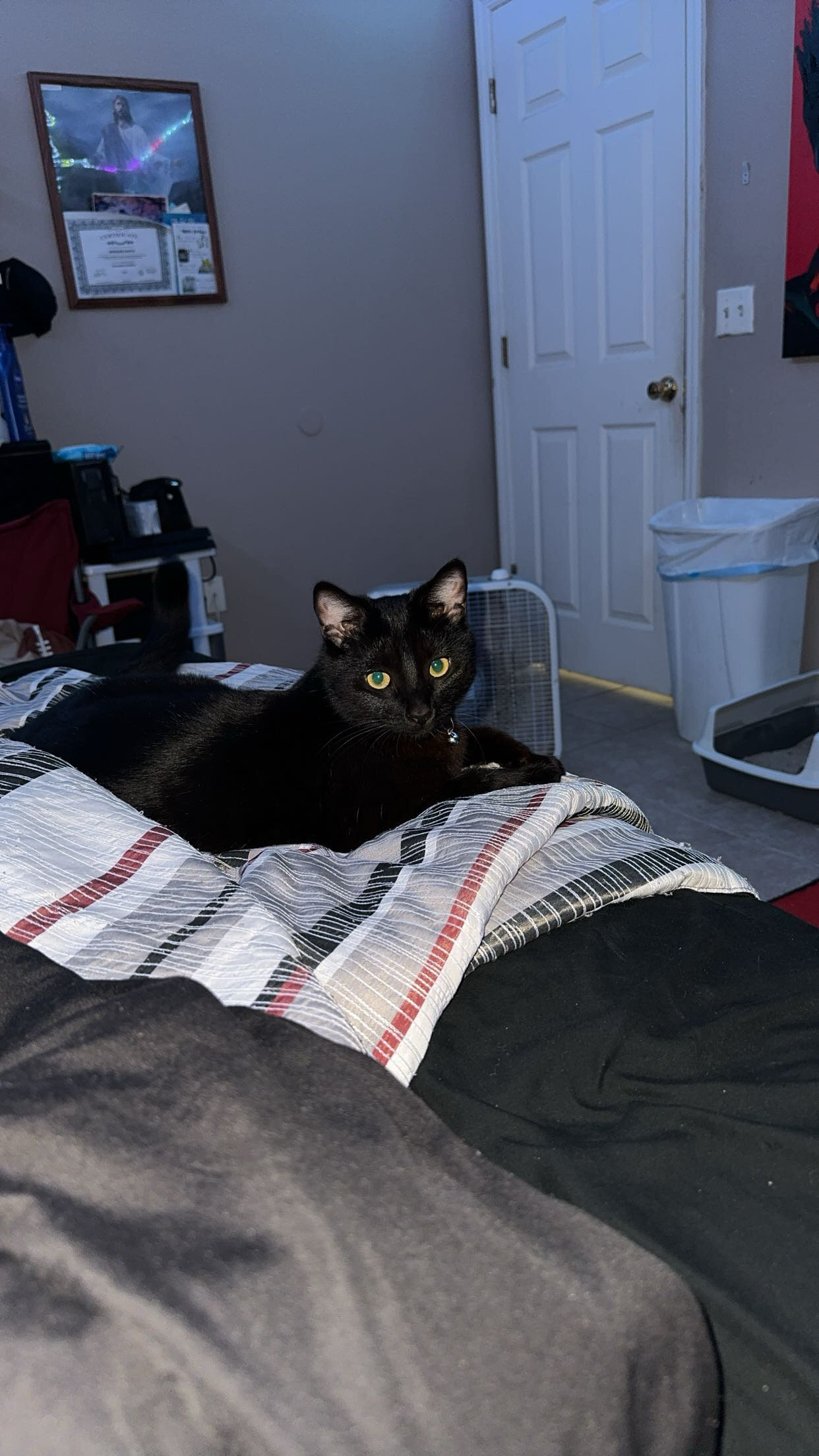 Black/Brown Cat image 1
