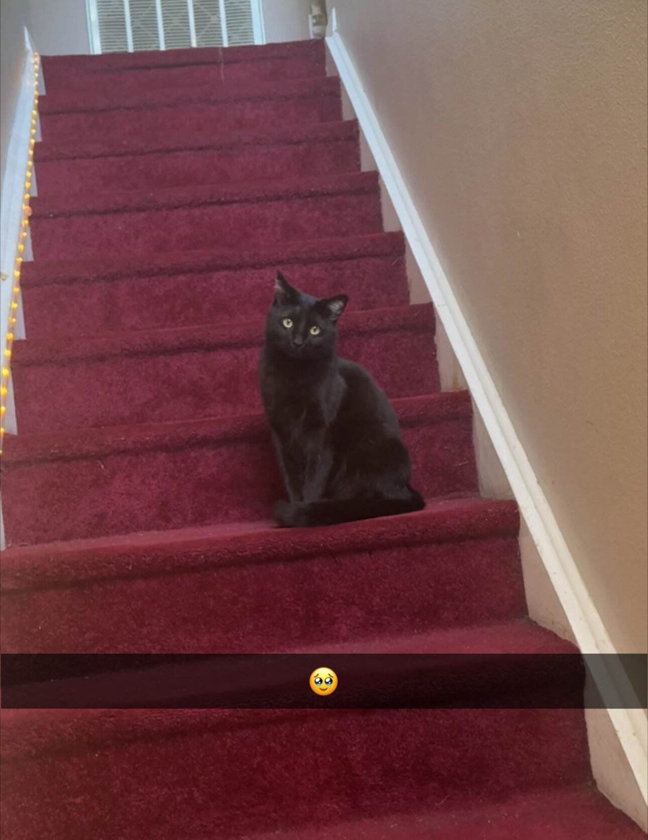 Black/Brown Cat image 2