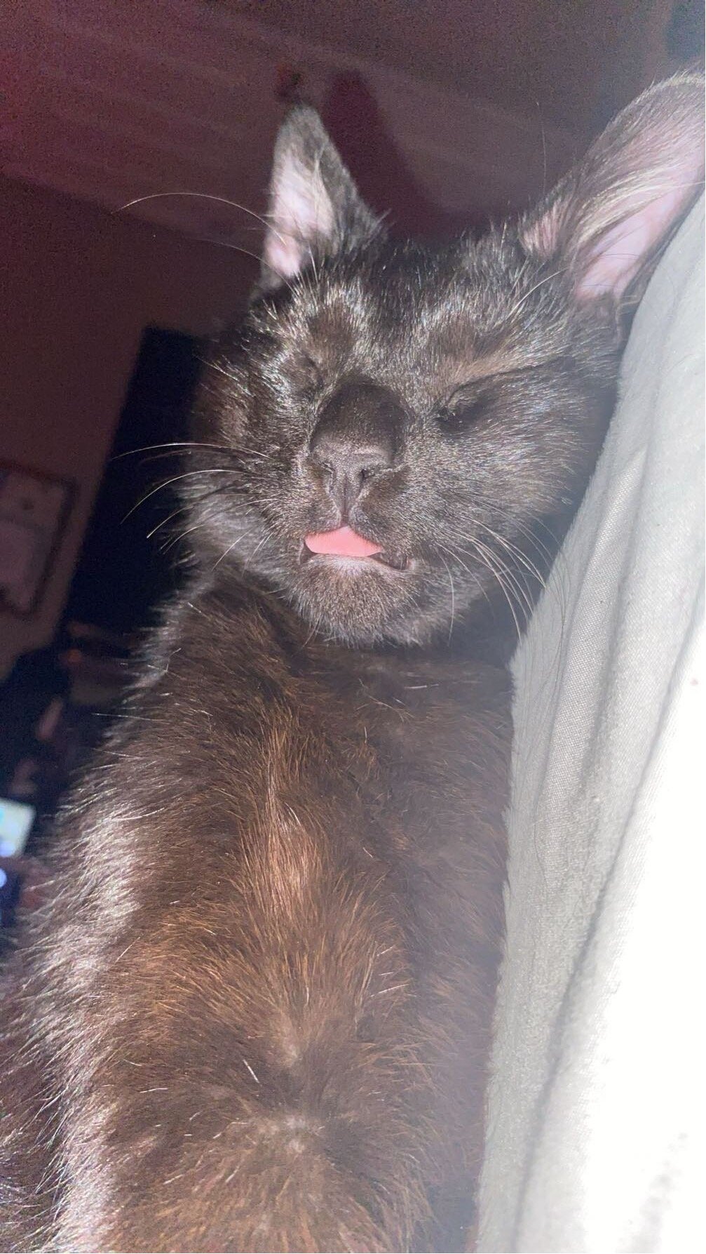 Black/Brown Cat image 6