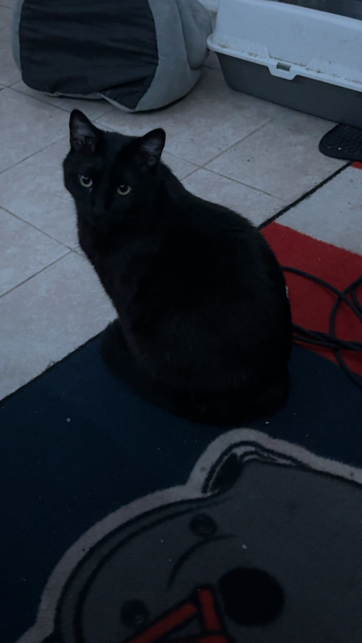 Black/Brown Cat image 4