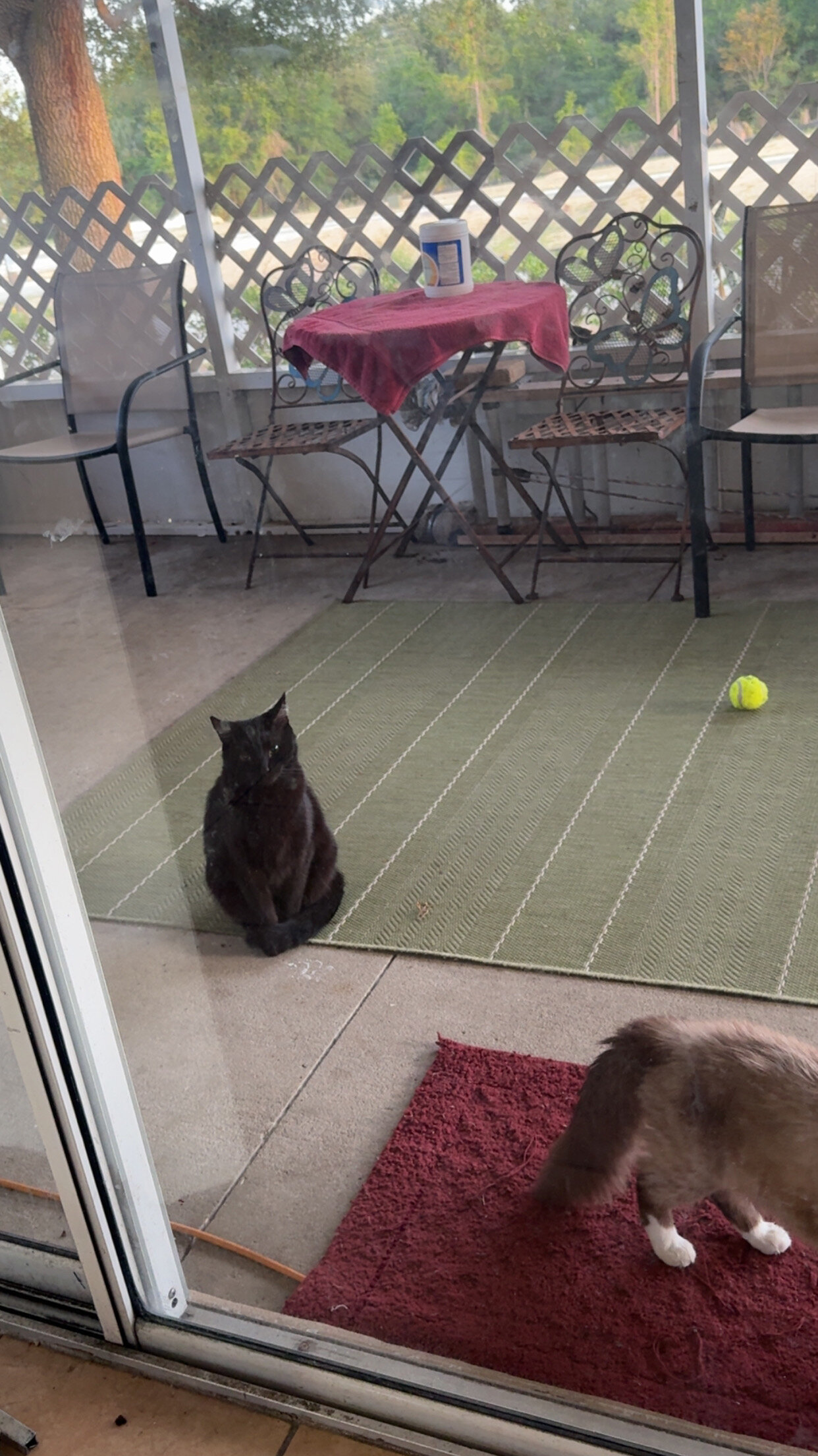 Black/Brown Cat image 3
