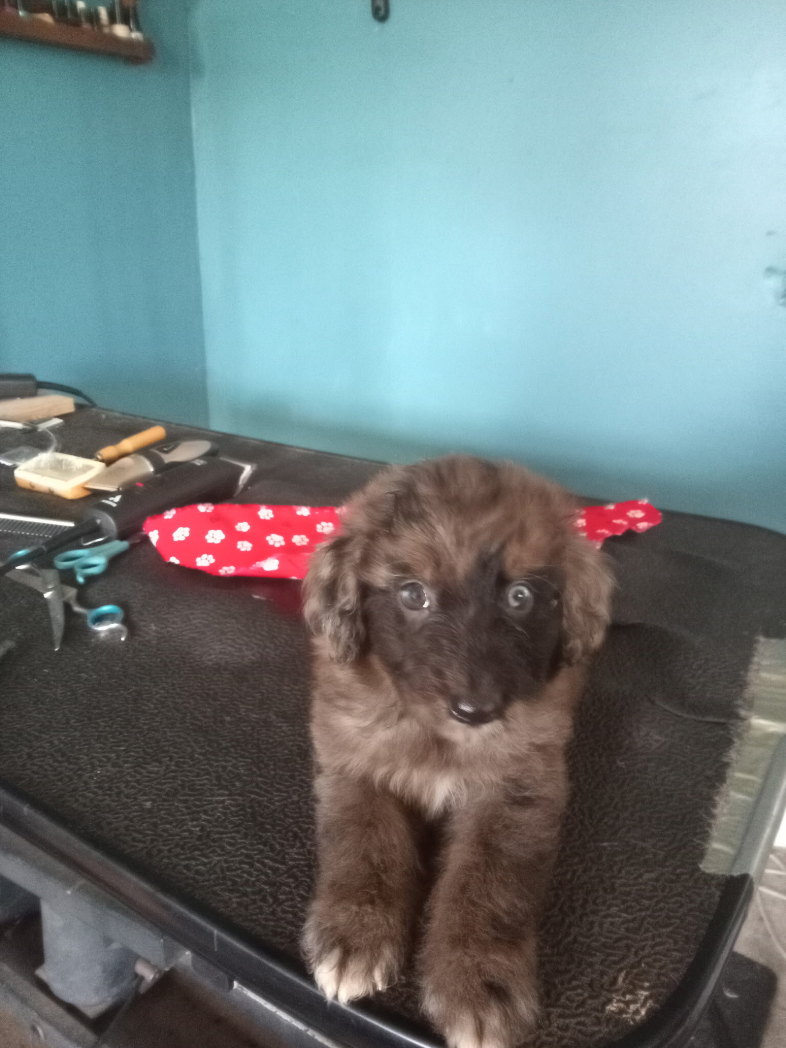 Auzziedoodle pups image 2