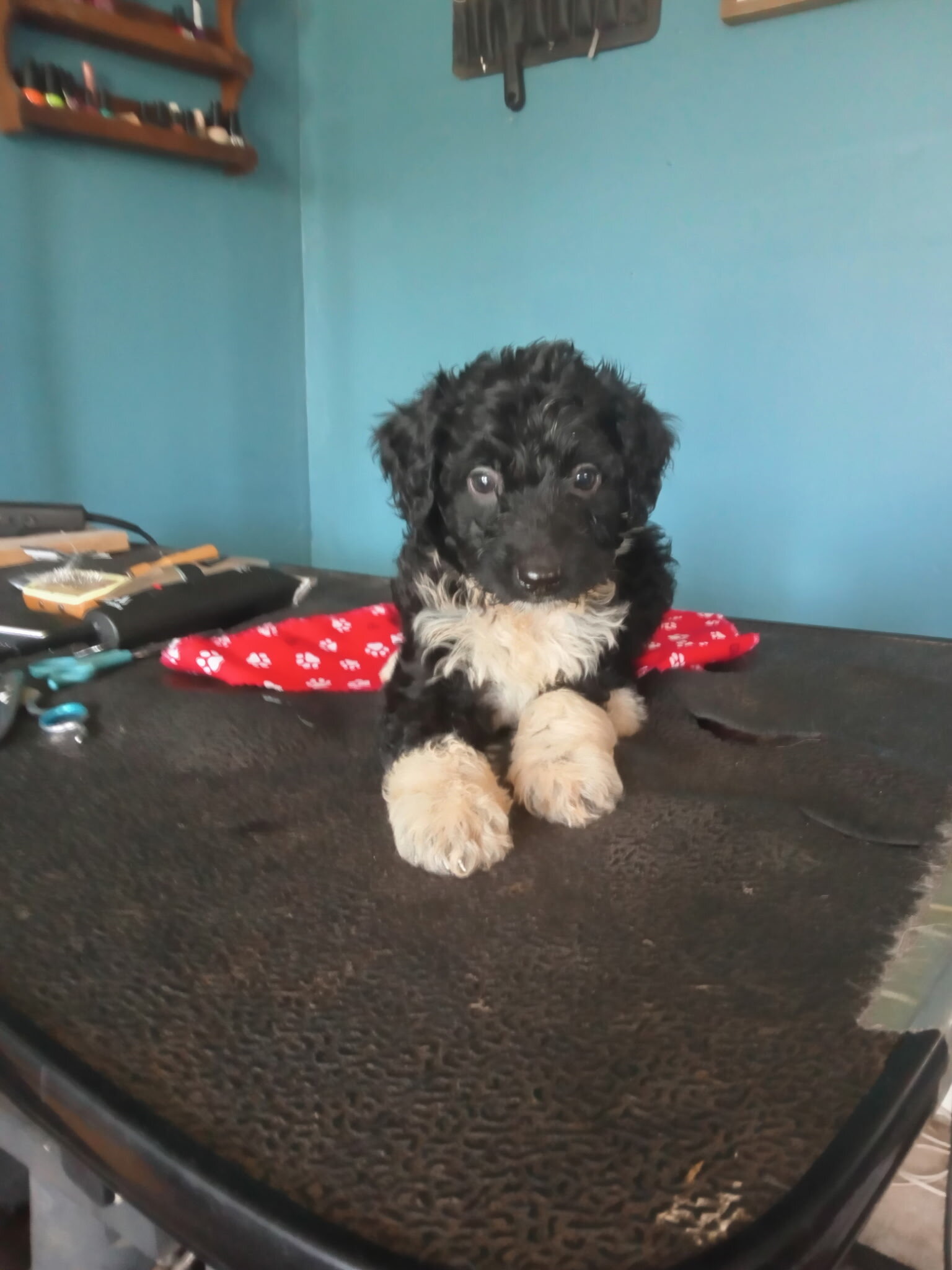 Auzziedoodle pups image 1