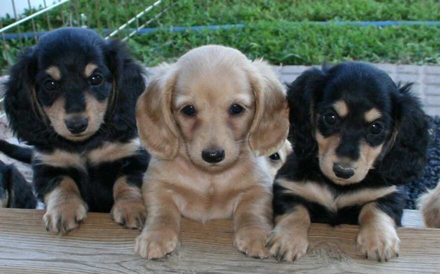 AKC Dachshund puppies for your family image 1