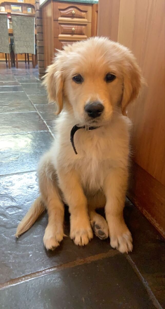 Puppy,Dog image 2