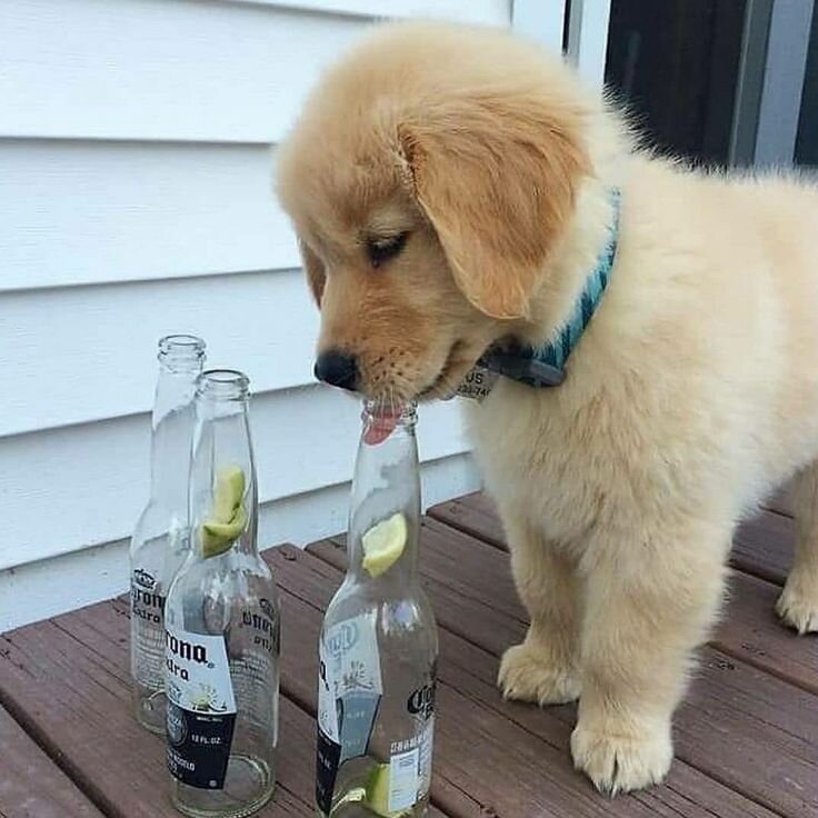 Puppy,Dog image 5