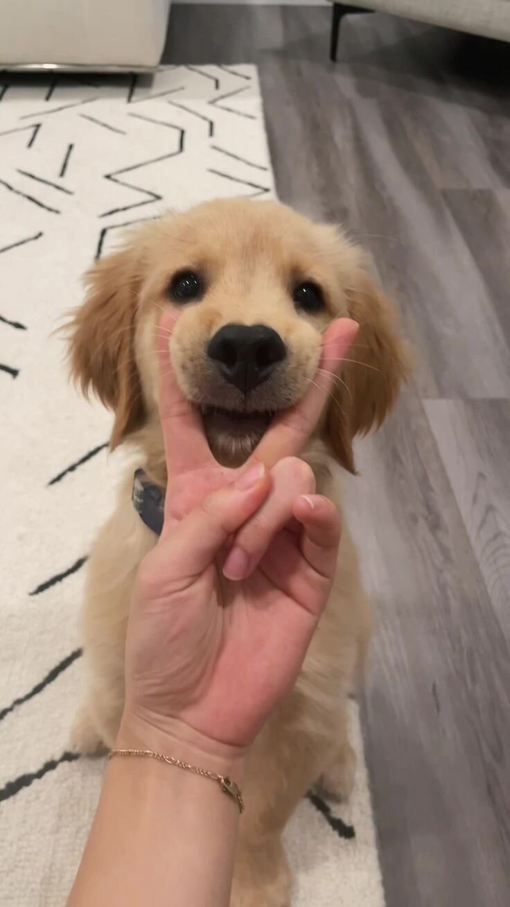 Puppy,Dog image 1