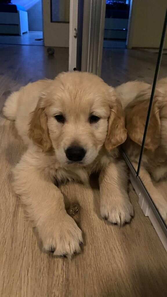 Puppy,Dog image 3