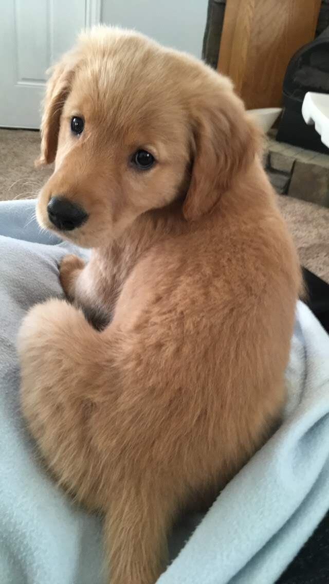 Puppy,Dog image 4
