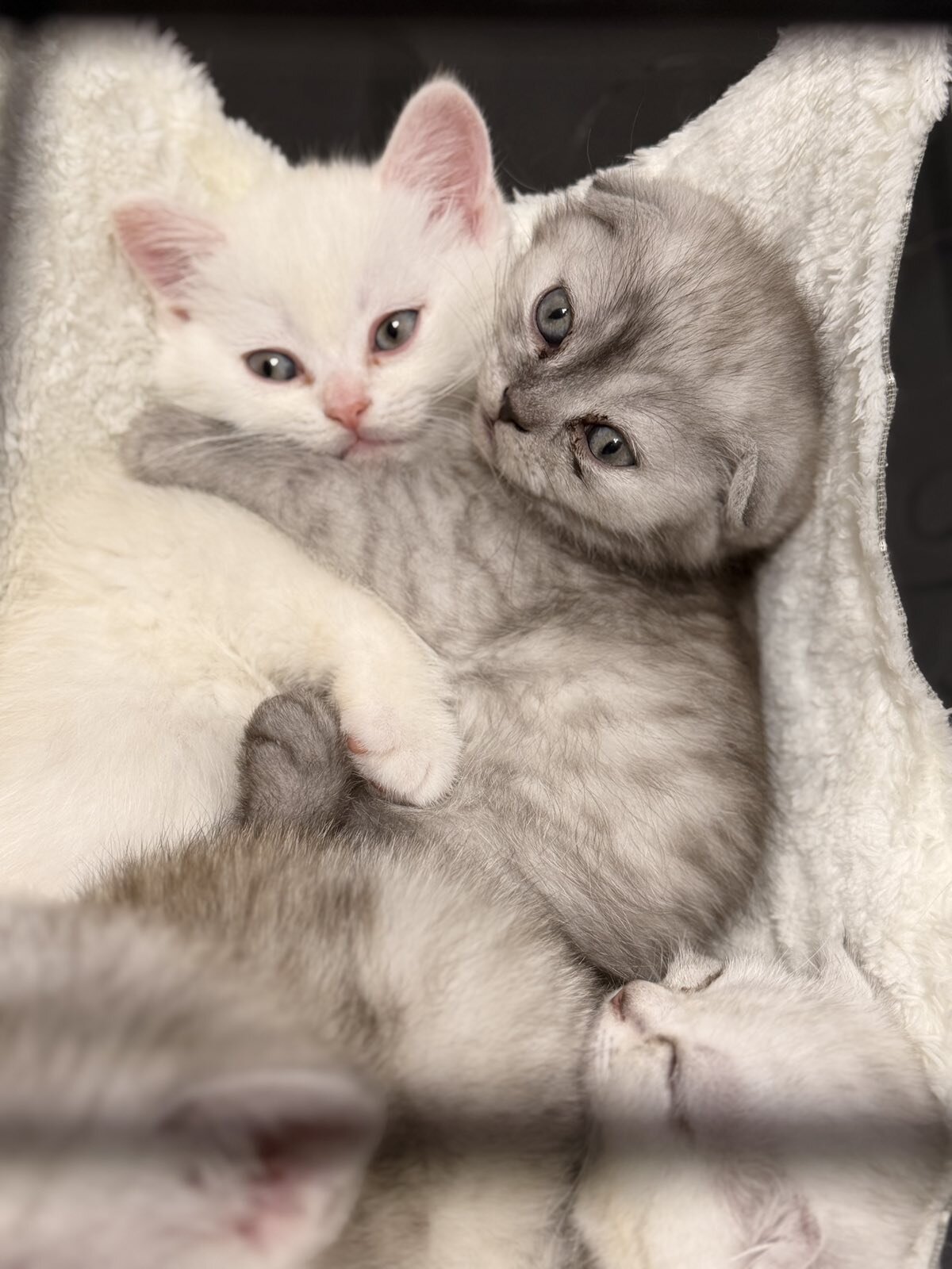 Scottish Fold image 1
