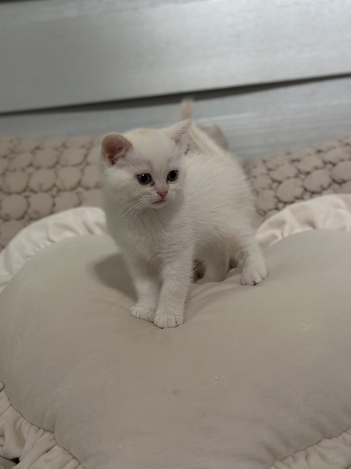 Scottish Fold image 2