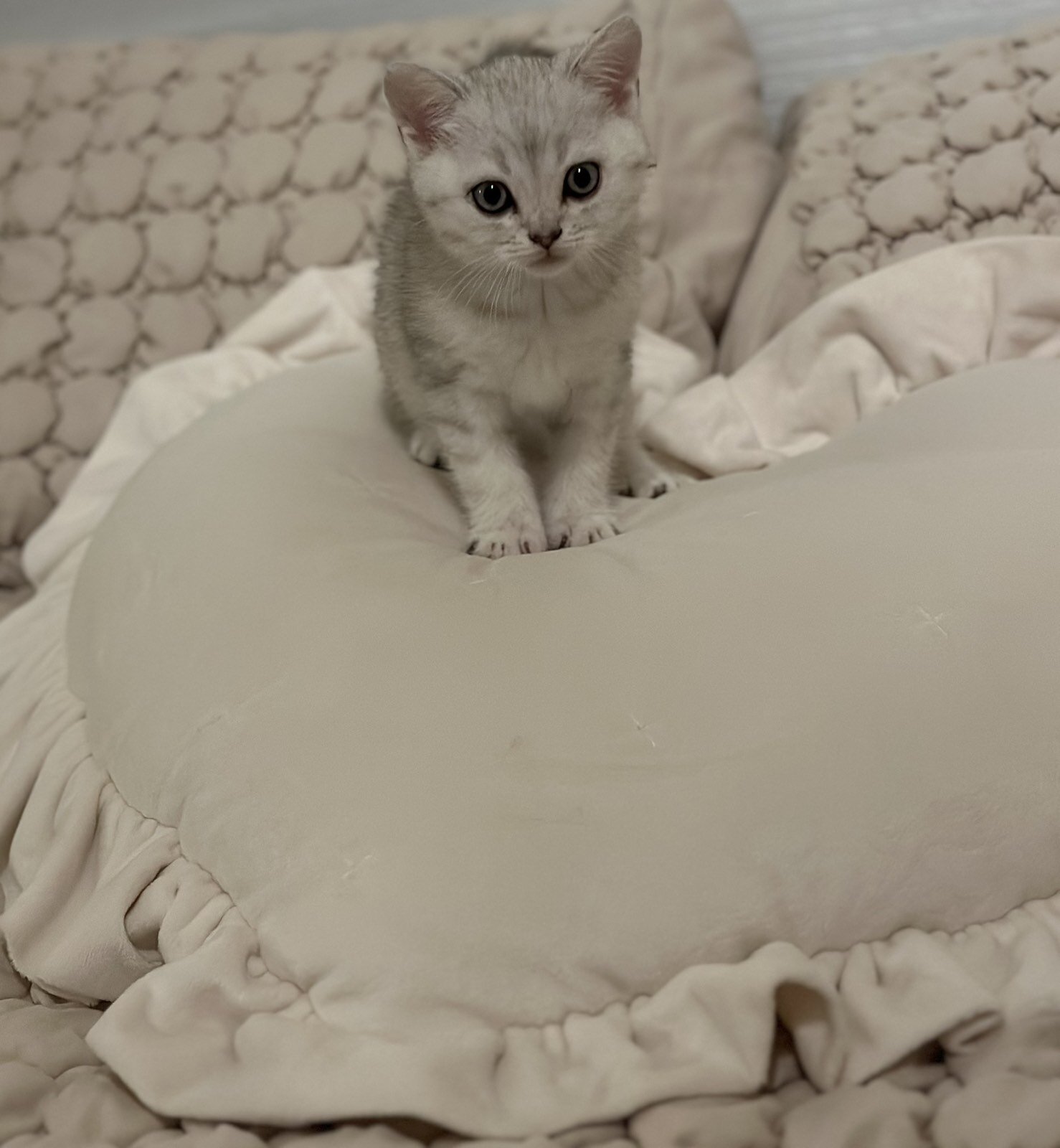 Scottish Fold image 3