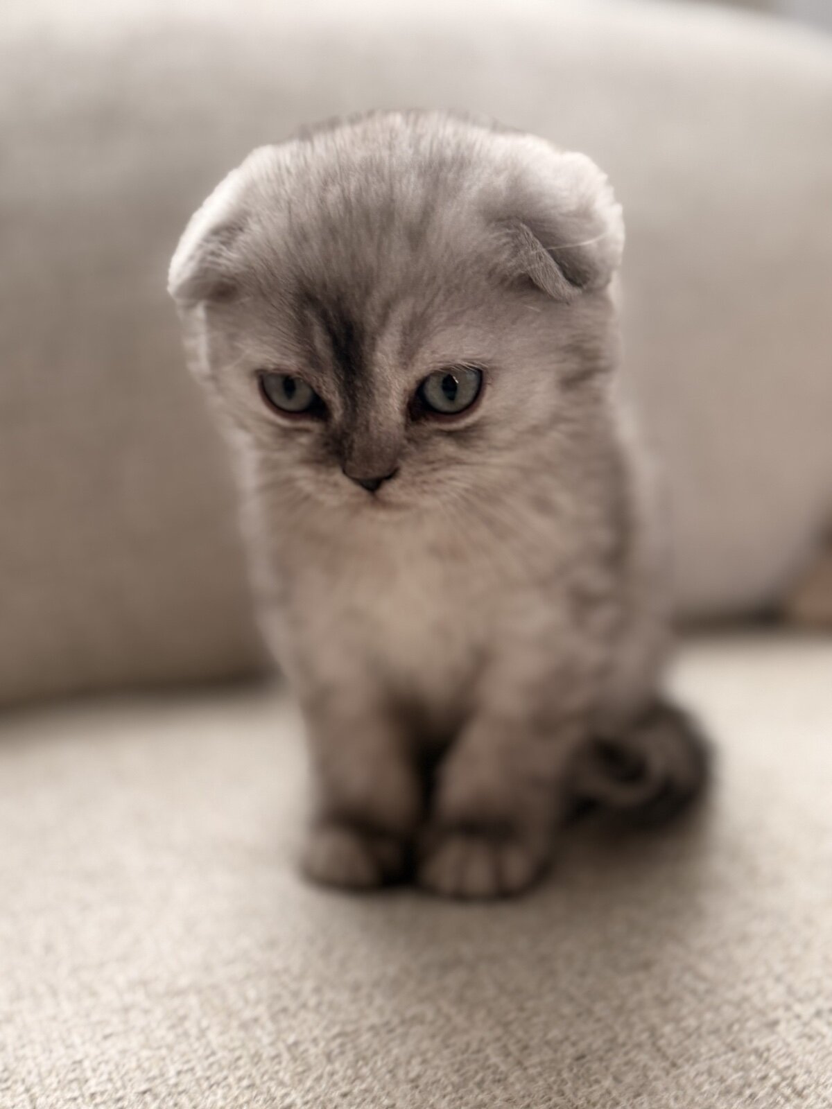 Scottish Fold image 5