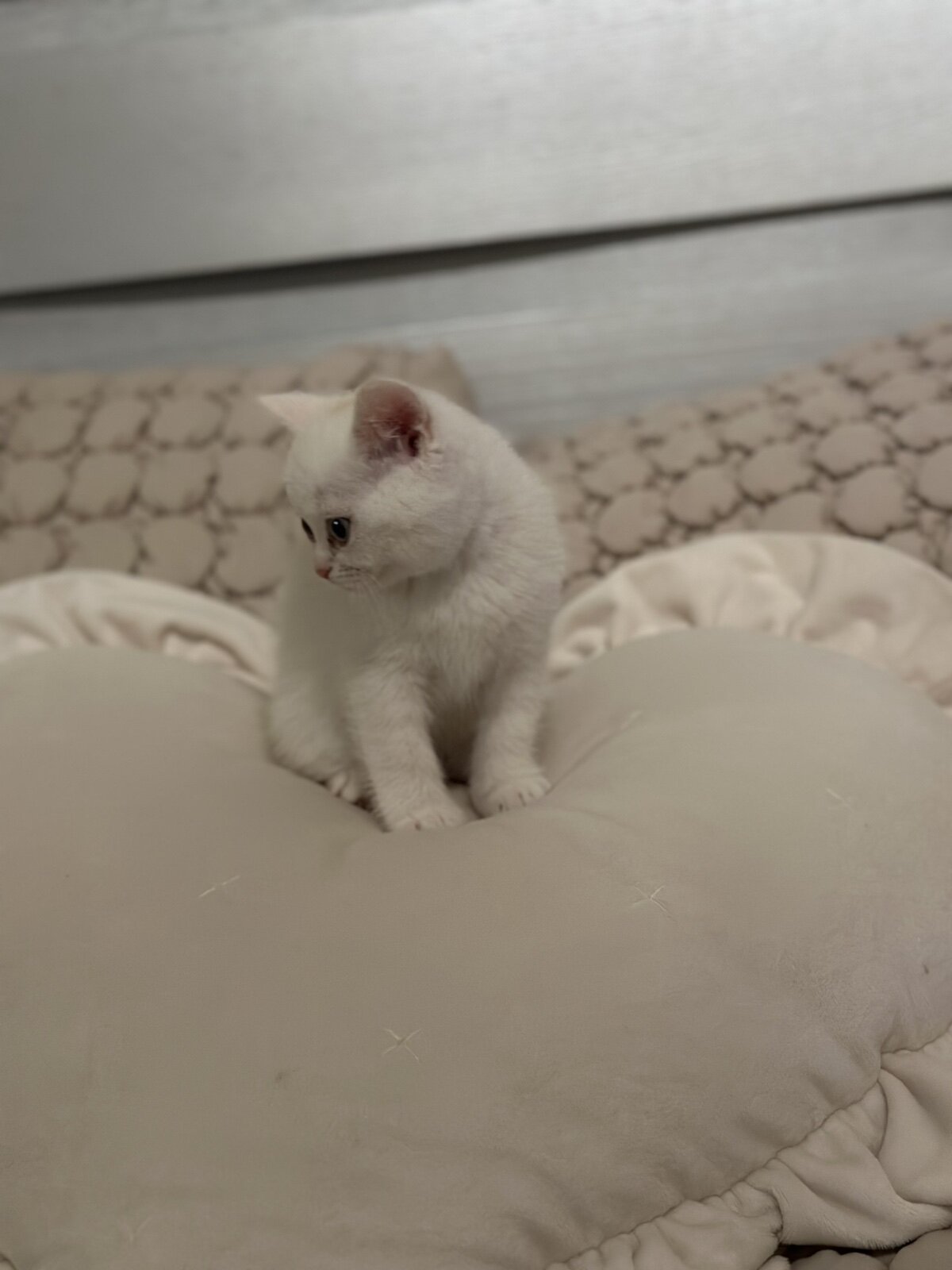 Scottish Fold image 4