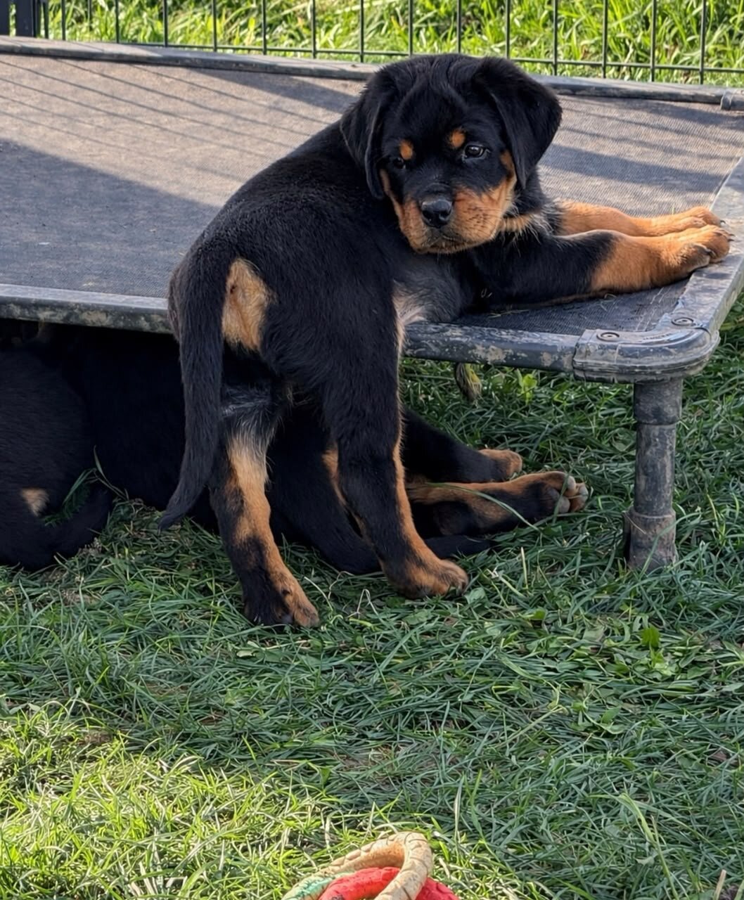 Nice Charming Rottweiler Puppies For Caring Homes image 1
