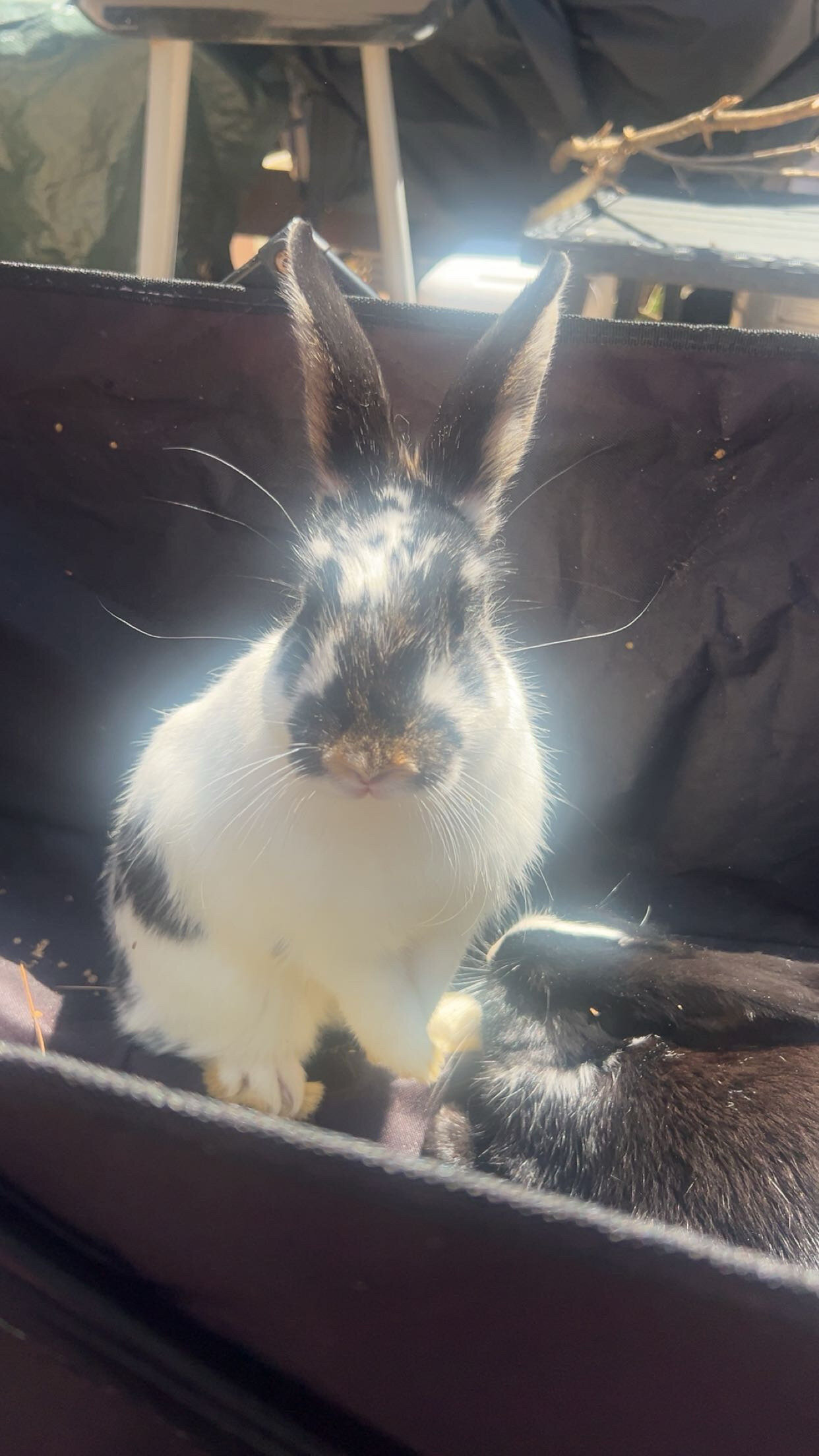 Rabbits image 1