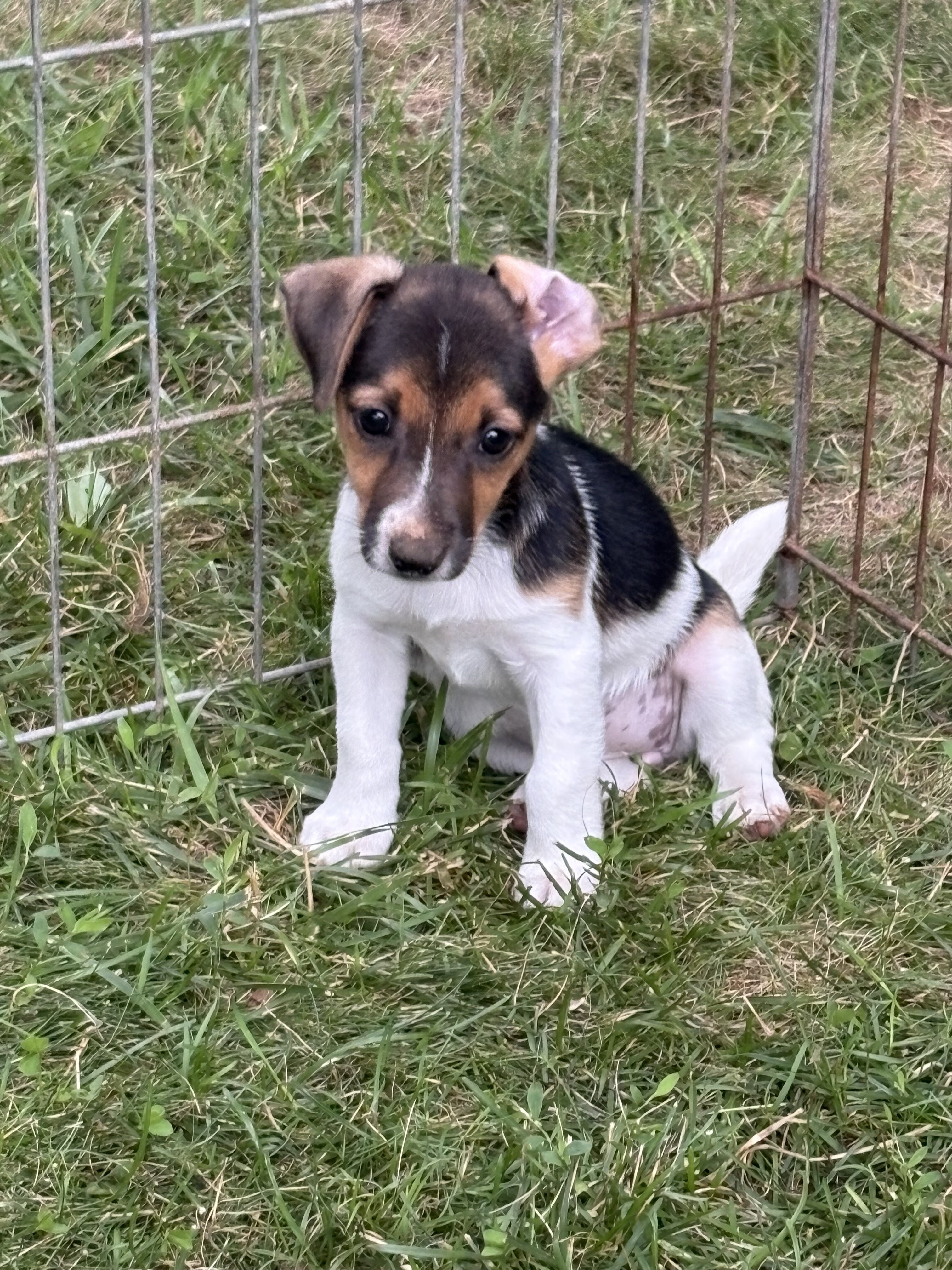 Jack Russell Terrier female pup image 2