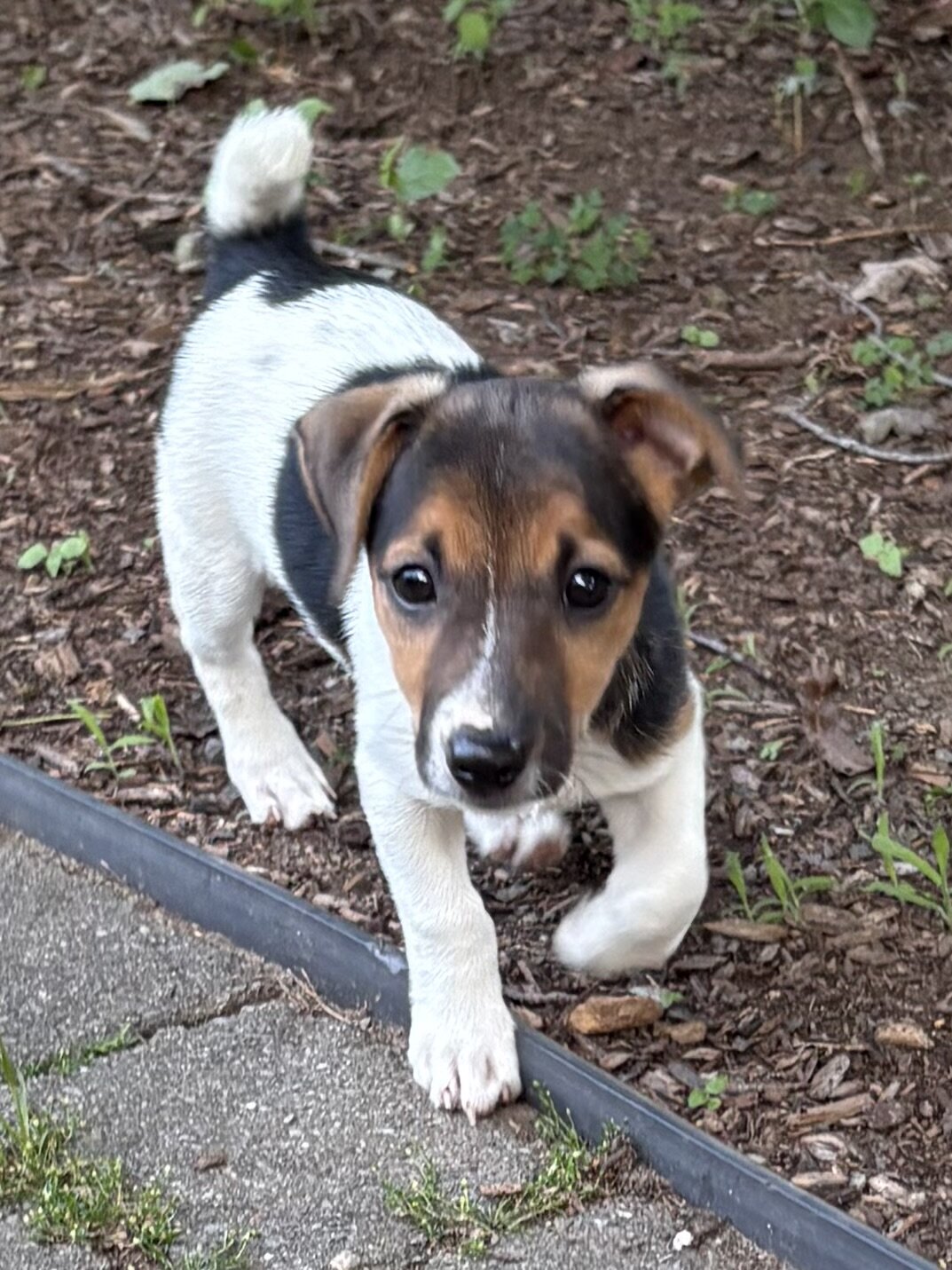 Jack Russell Terrier female pup image 1