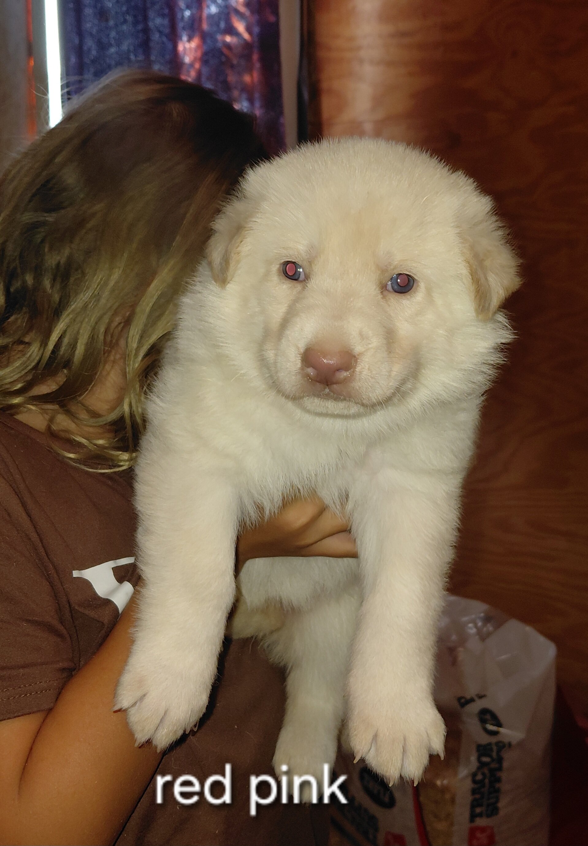 German shepherd puppies image 1