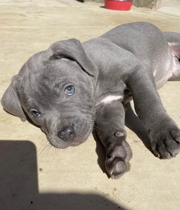 A 10 weeks old French bull dog image 1