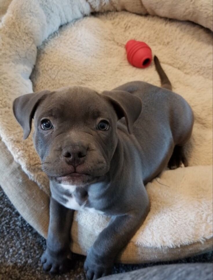 A 10 weeks old French bull dog image 2