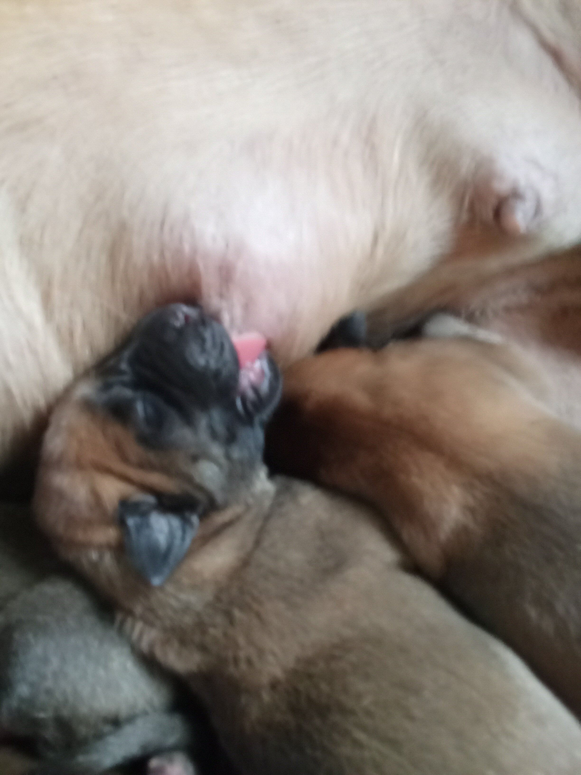 Mastiff puppies image 1