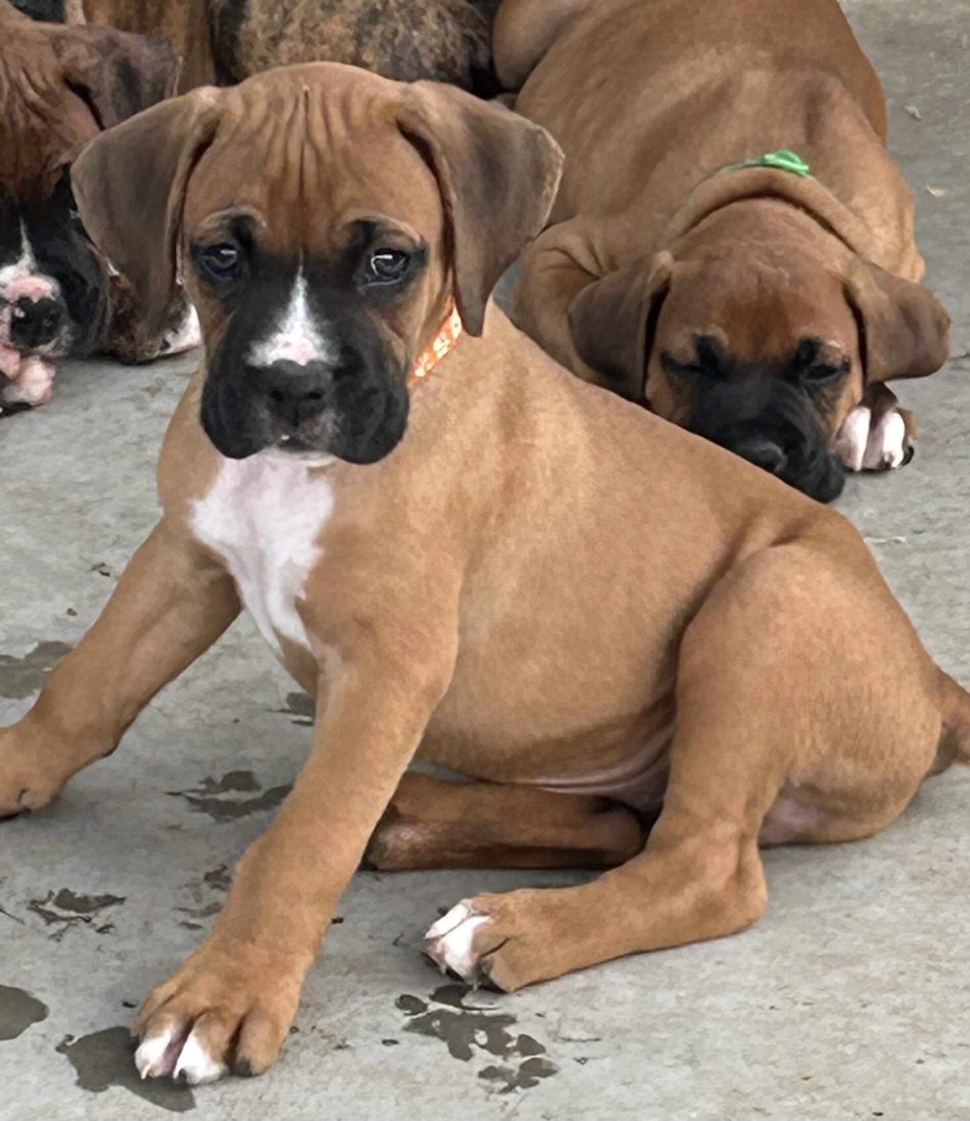 Boxer Puppies image 7