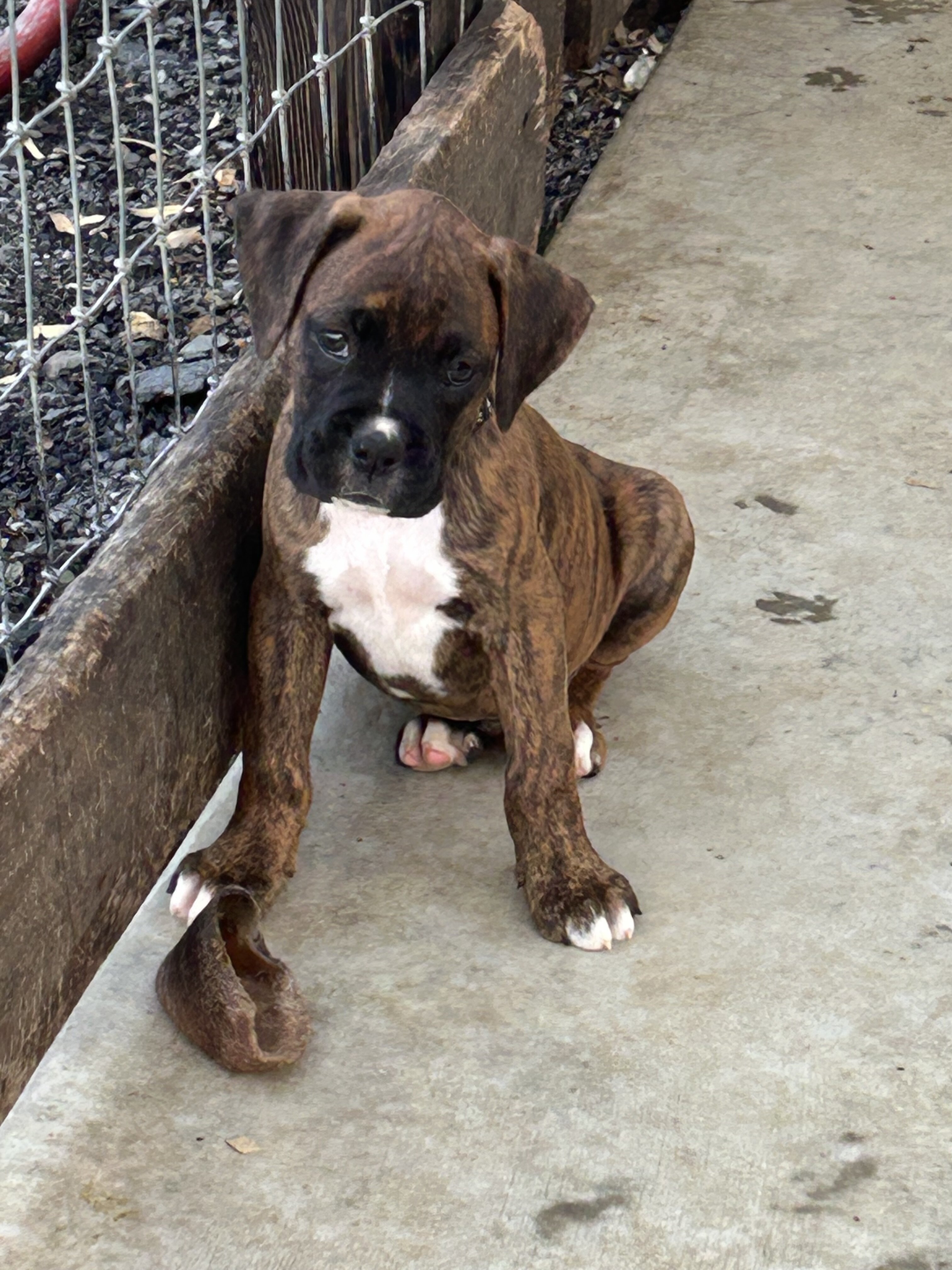 Boxer Puppies image 6
