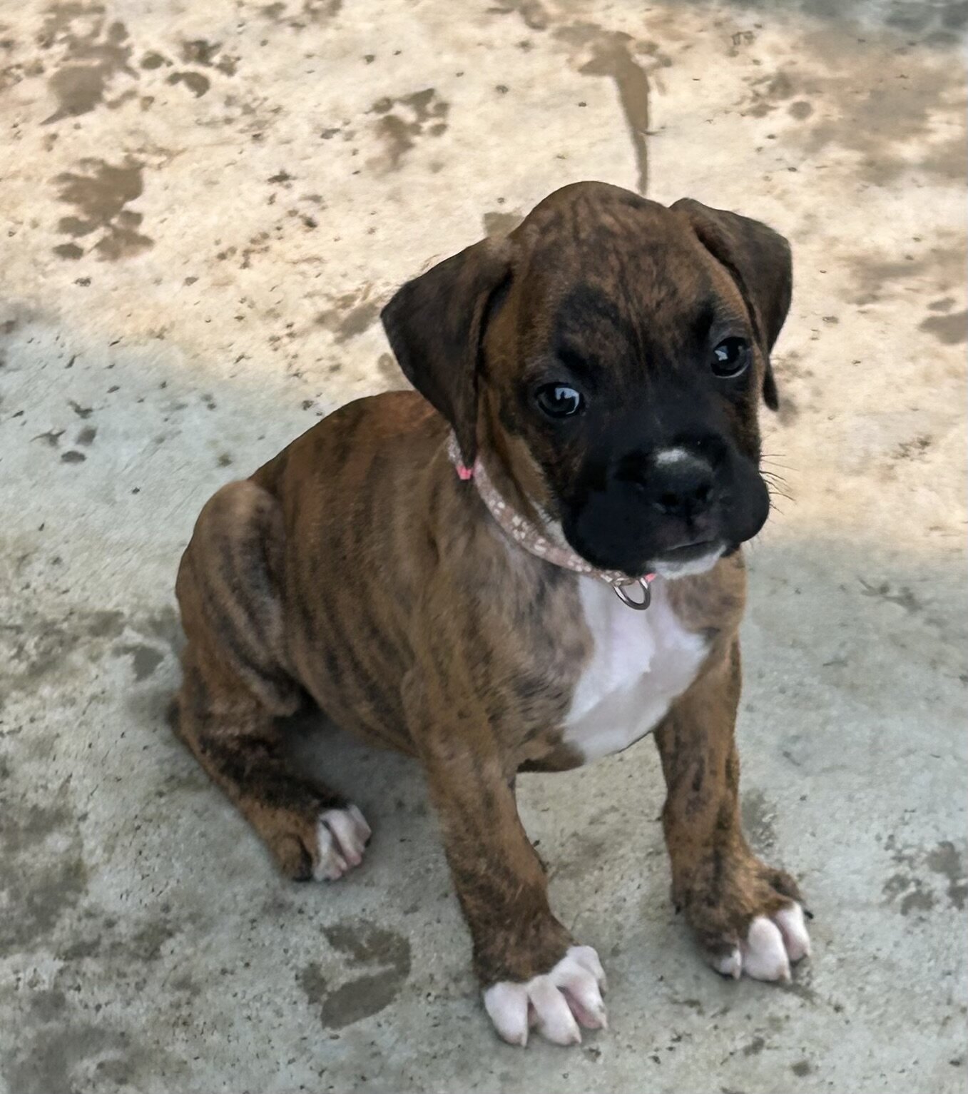 Boxer Puppies image 5