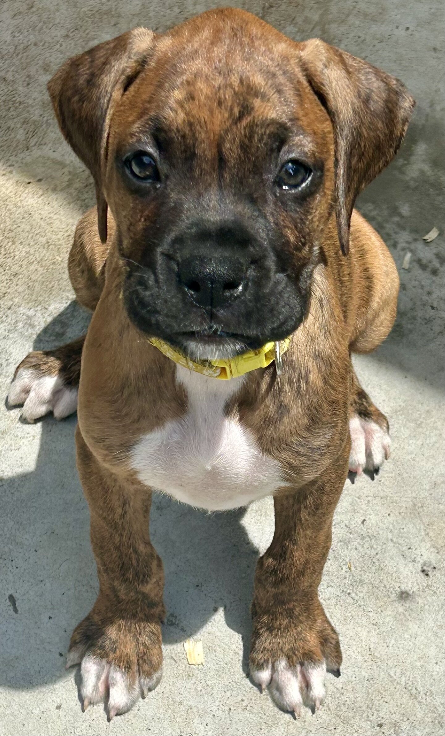 Boxer Puppies image 2